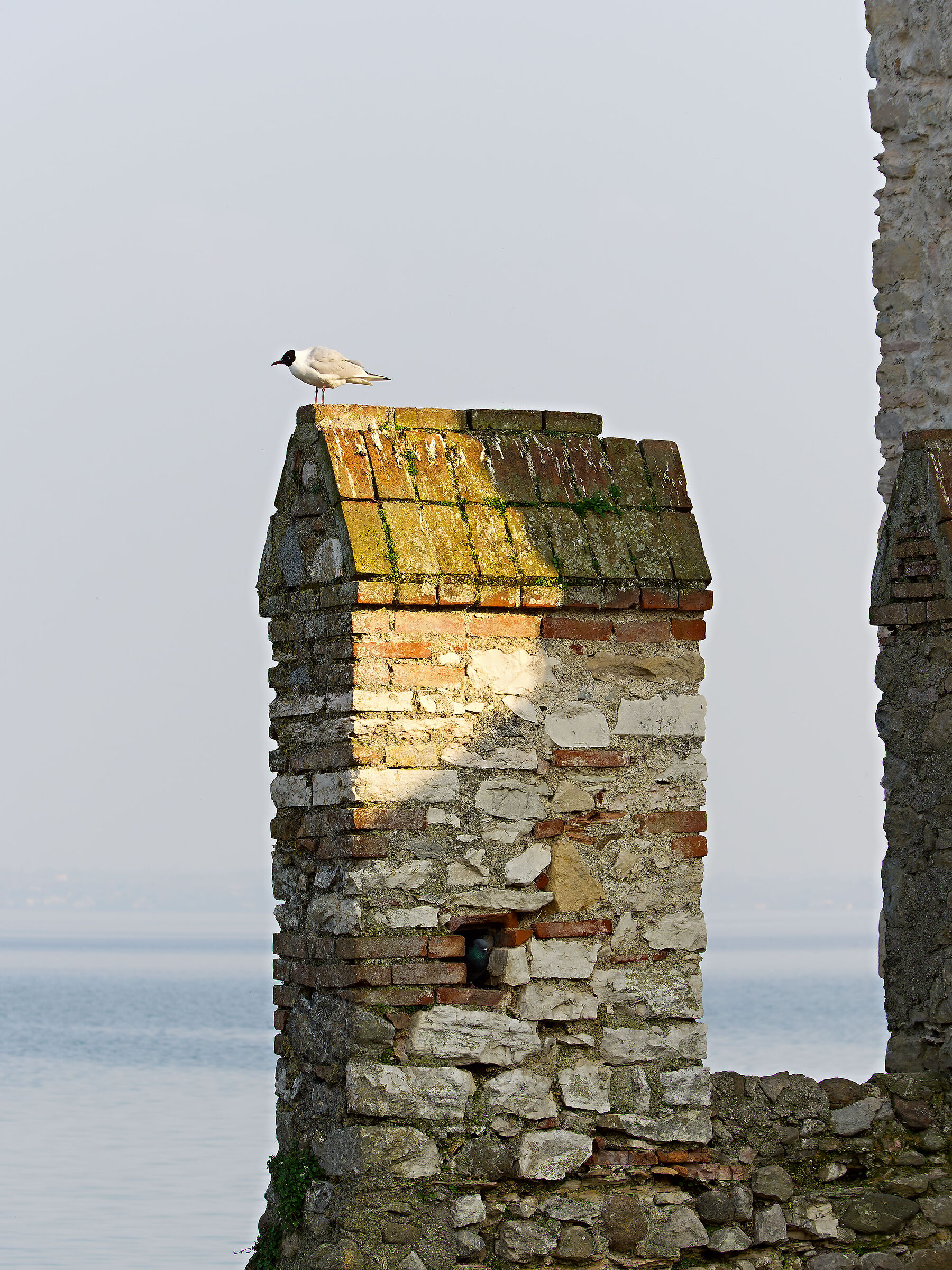 riposo sul e nel...merlo