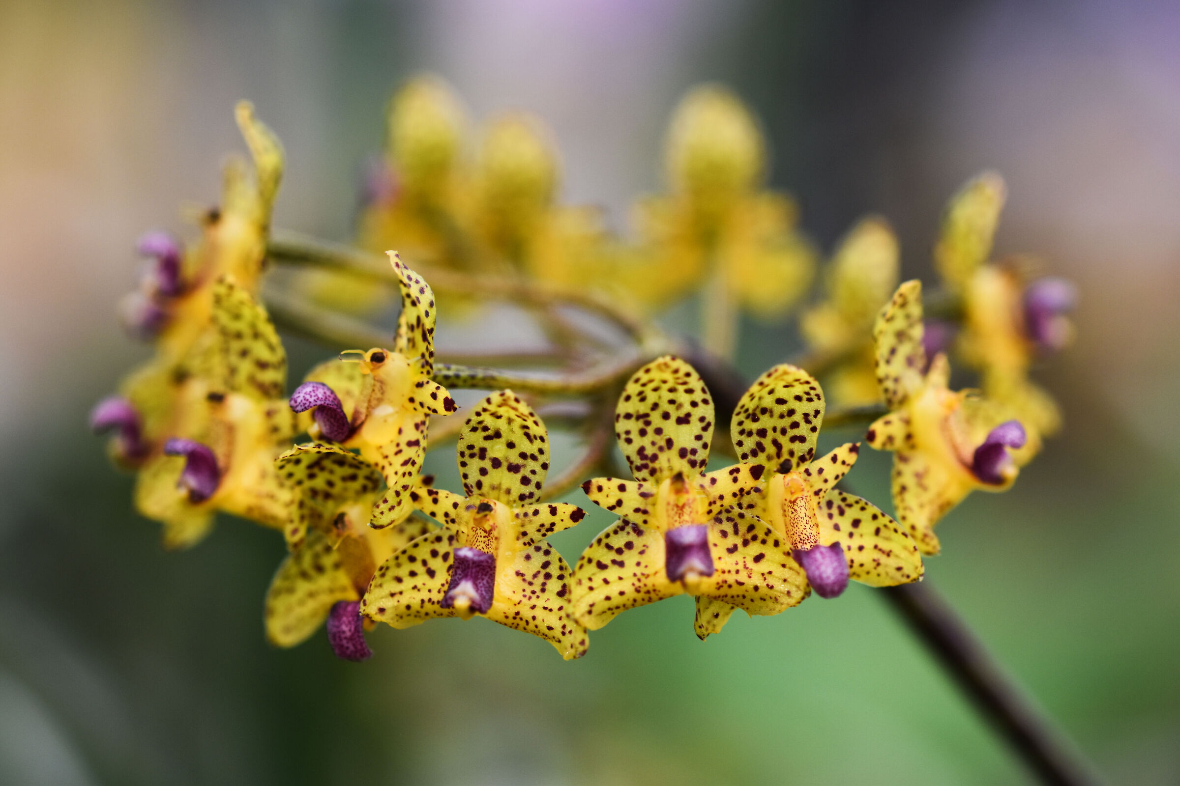 Bulbophyllum violaceolabellum