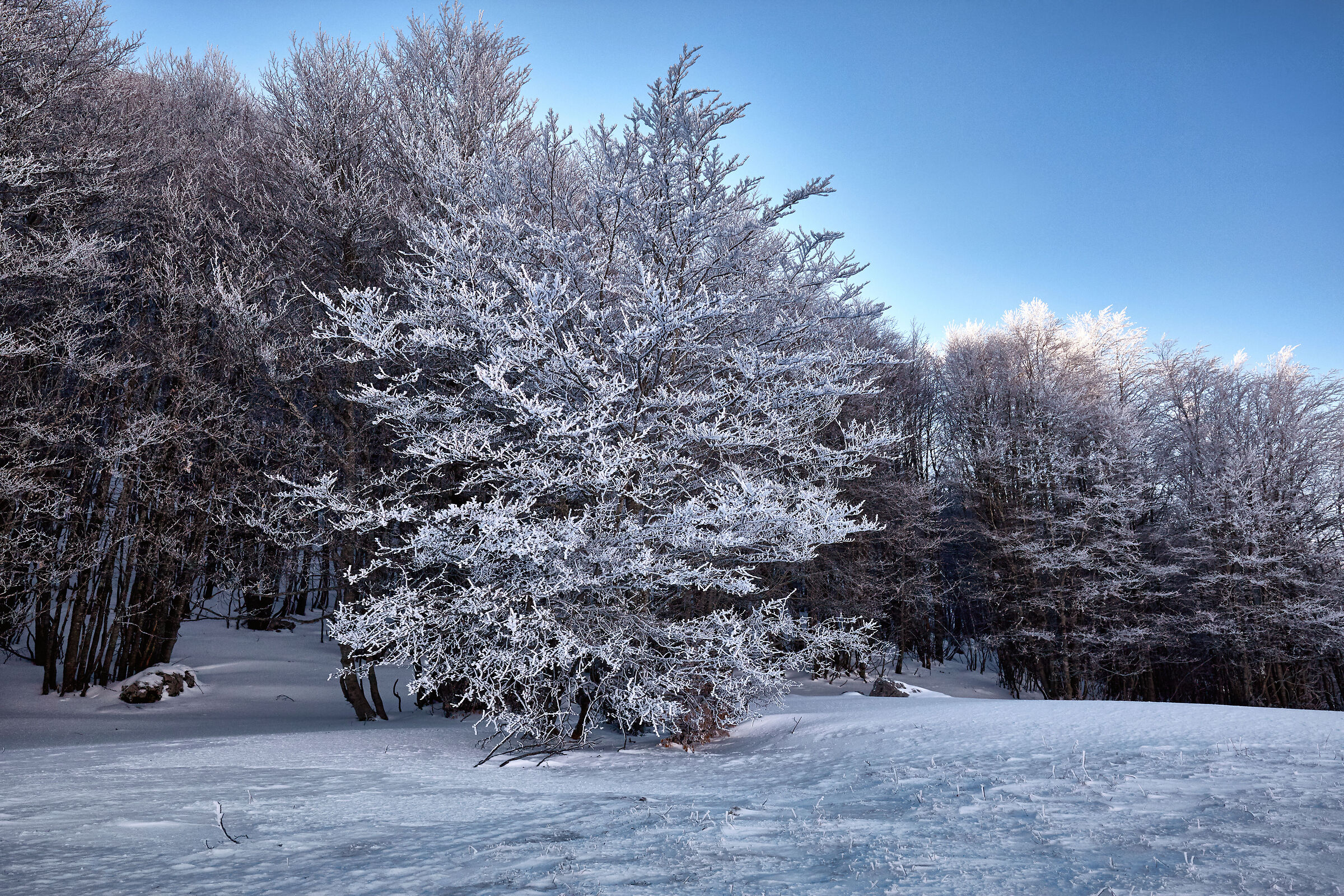 Alberi ghiacciati nella foresta del Monte Secine