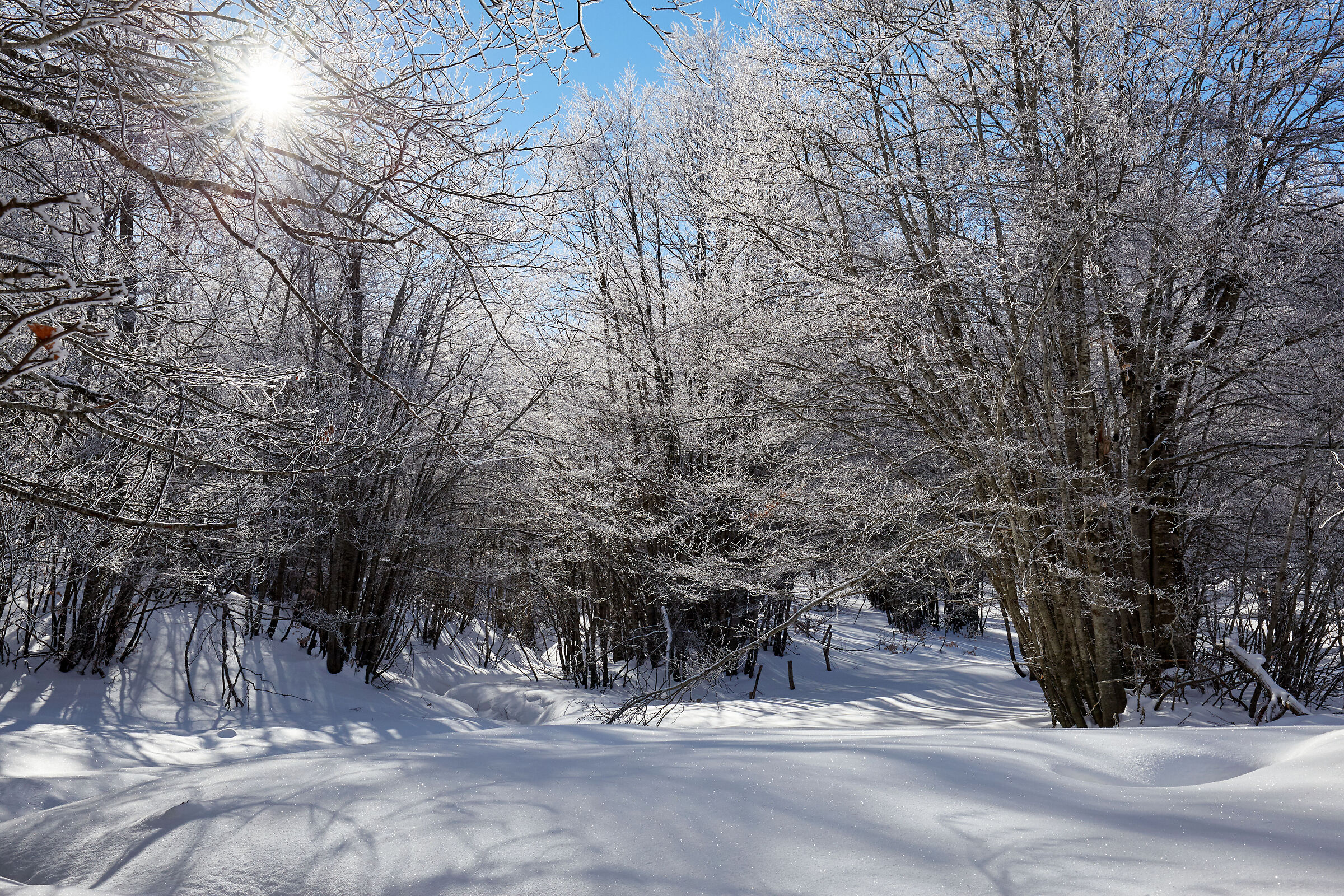 Foresta demaniale del Monte Secine 1880 mslm