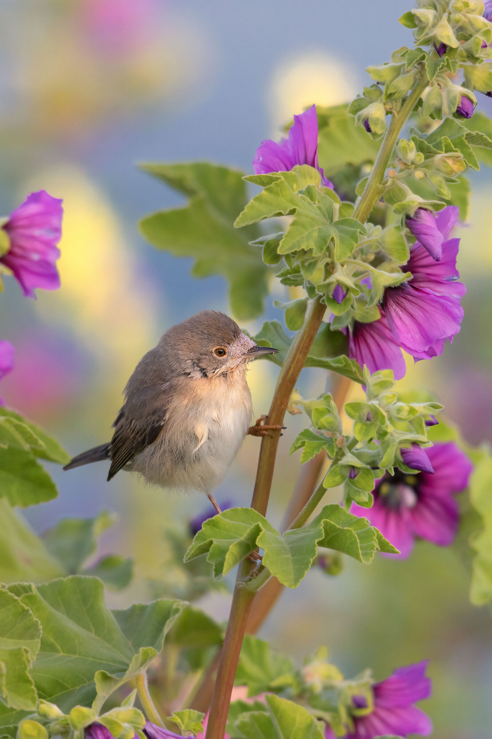 Subalpine warbler