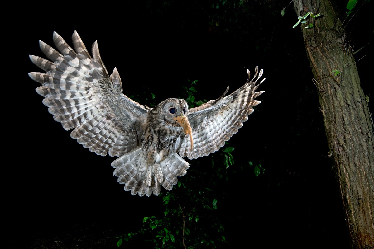 the bad end of the dormouse