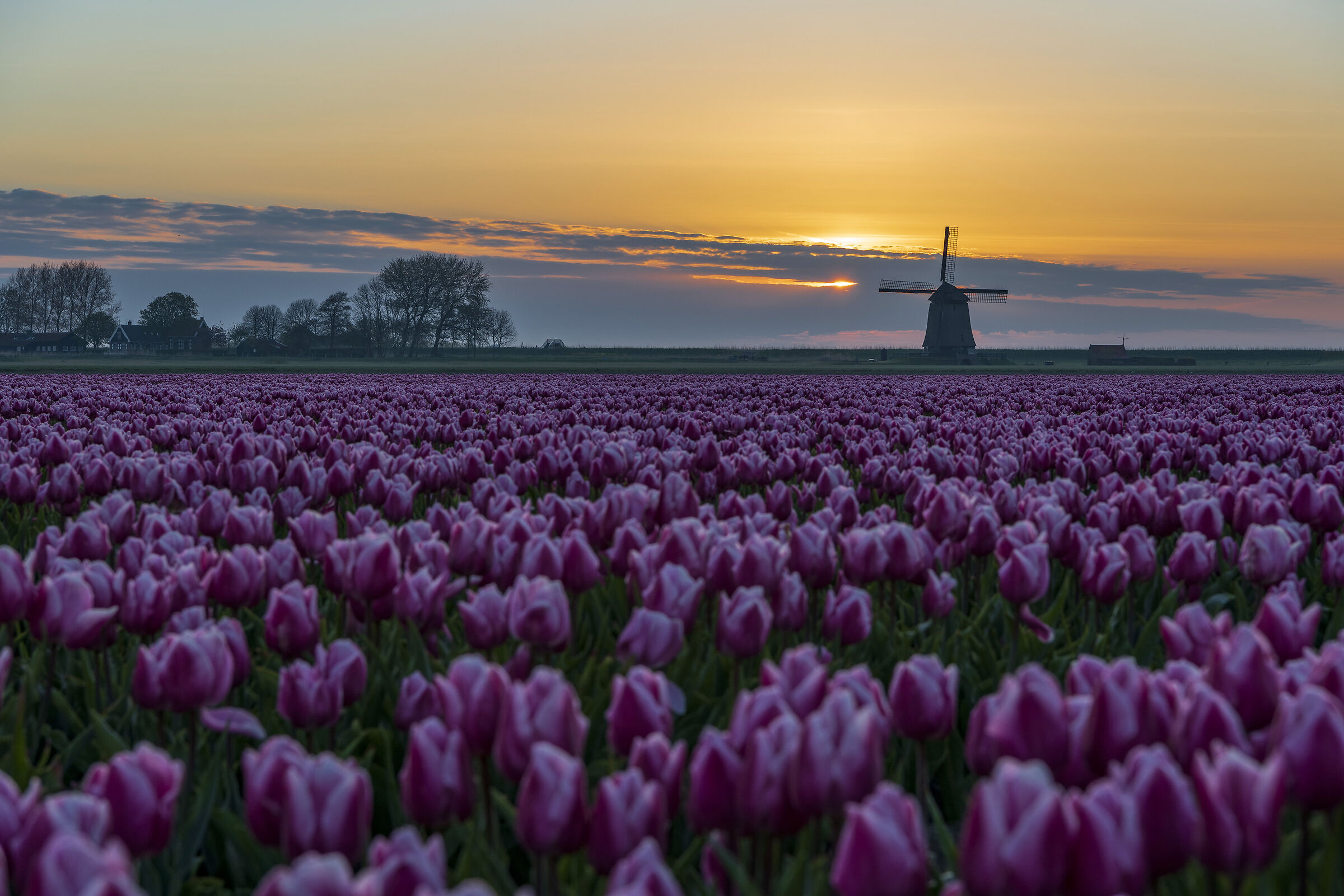 Alba sui tulipani