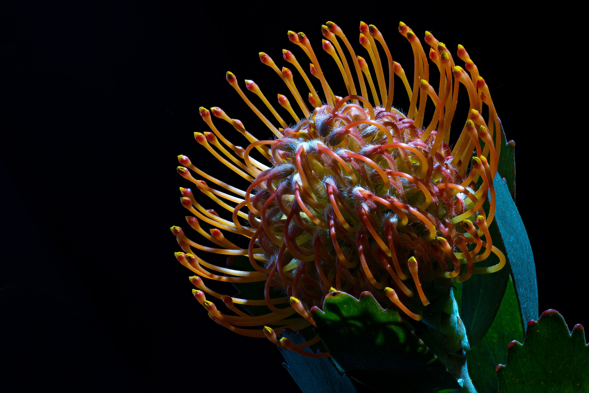 Leucospermum