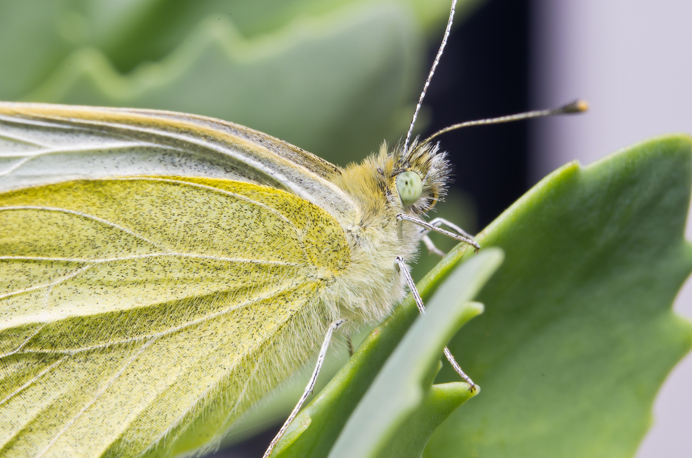 Primo esperimento con i tubi