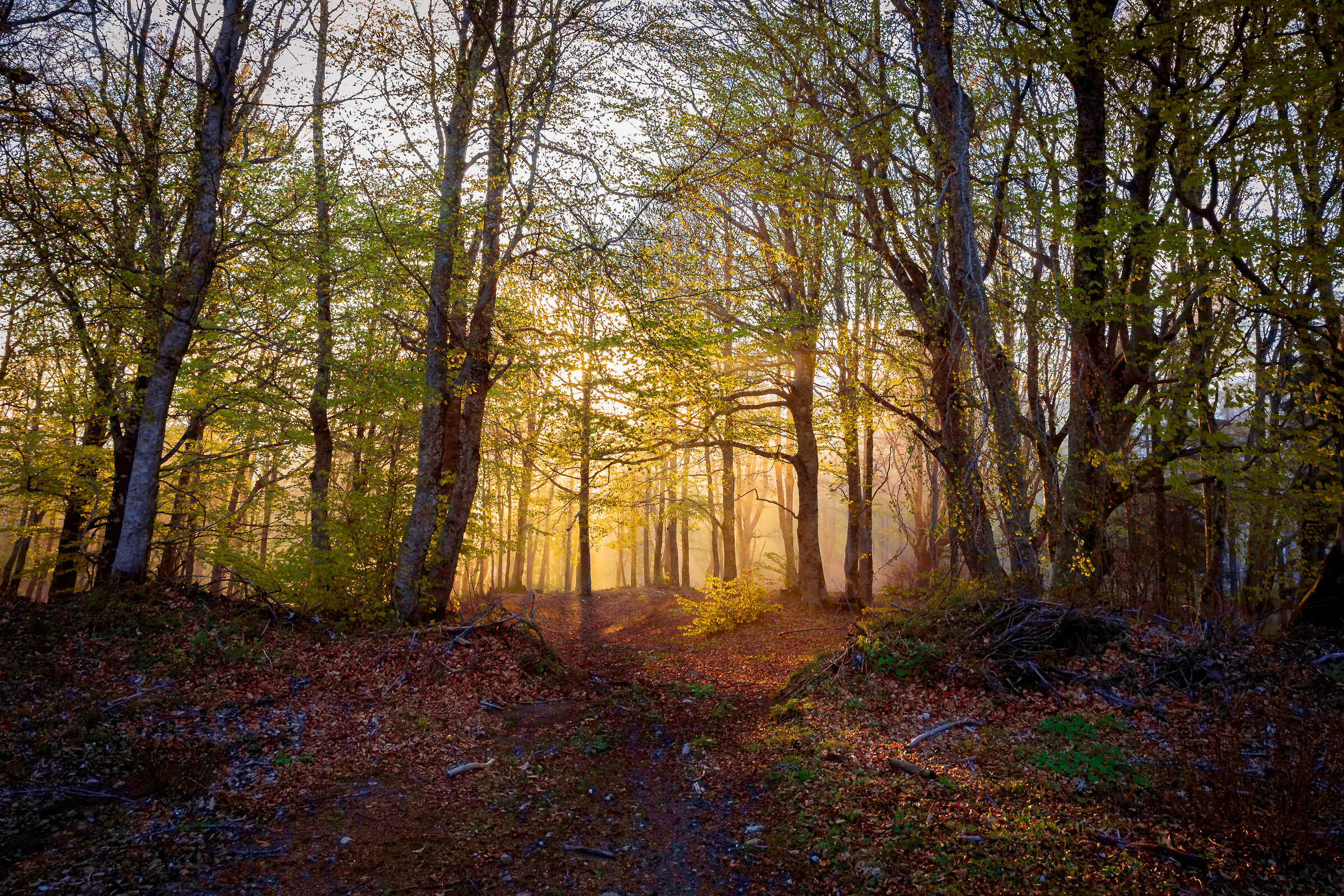 Trafitto da un raggio di sole