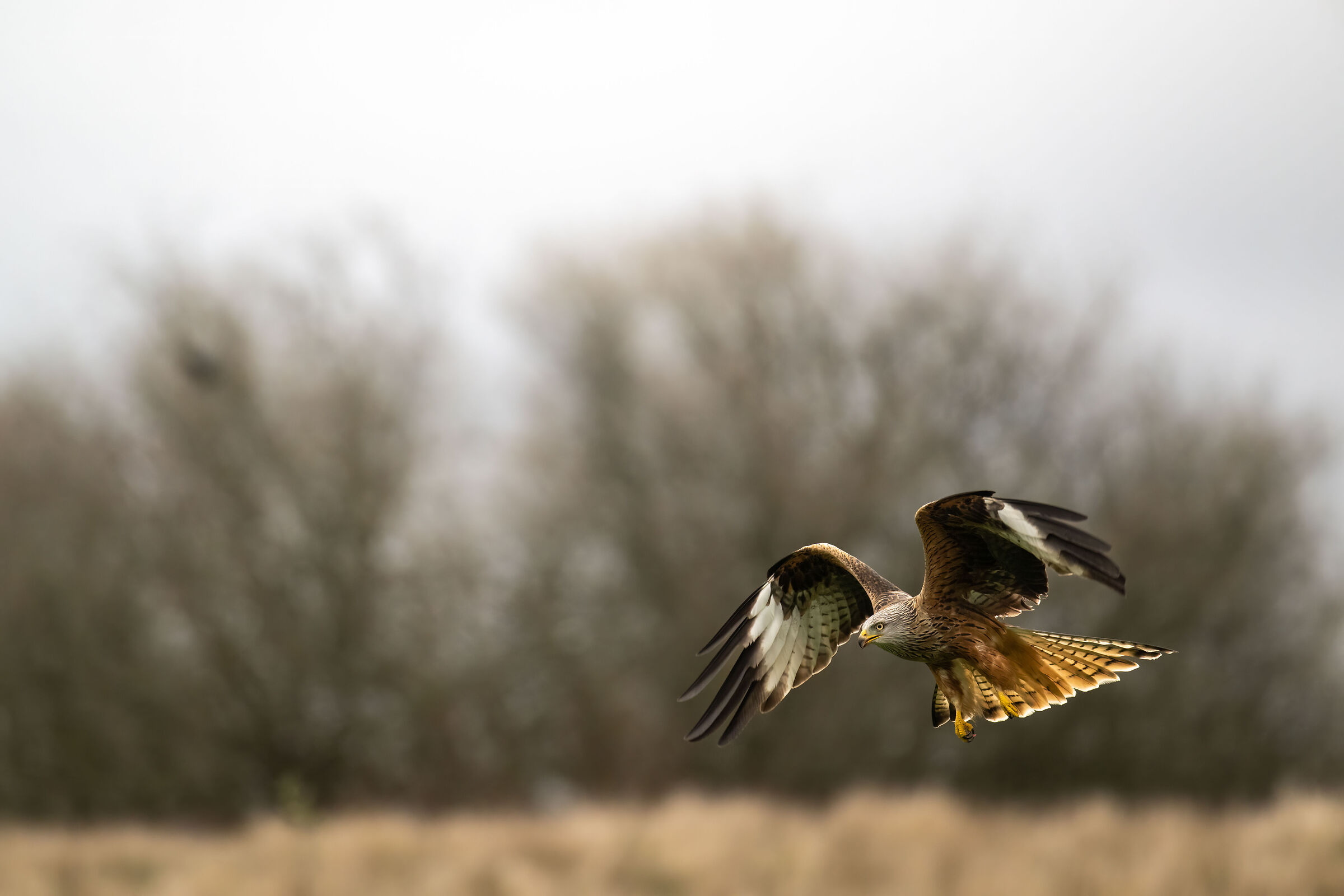 Red Kite (Milvus milvus)