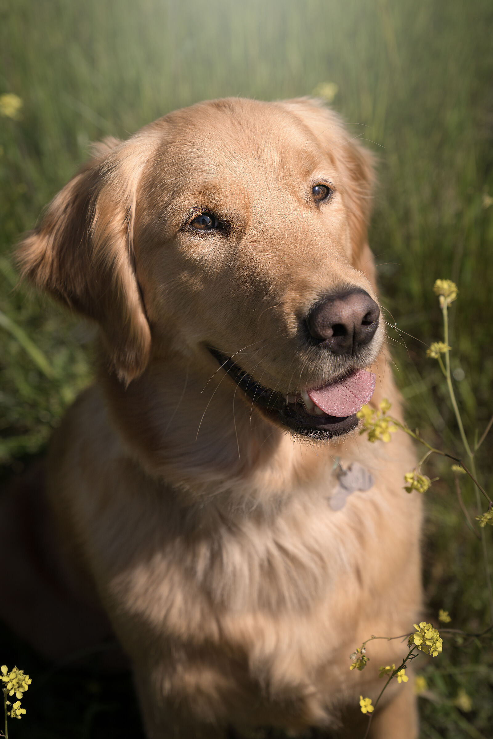 La mia piccola Maggie