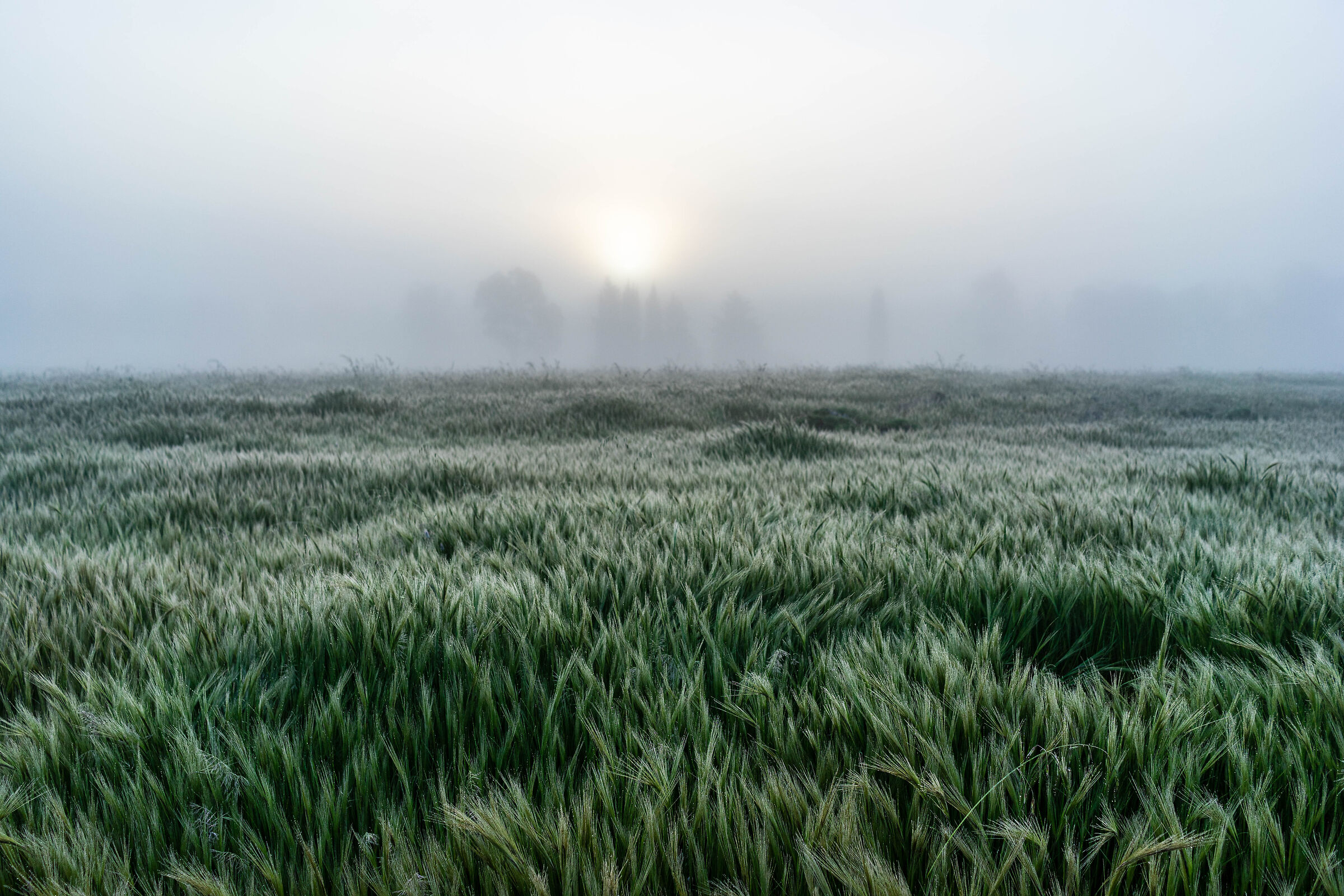 Un tappeto di spighe