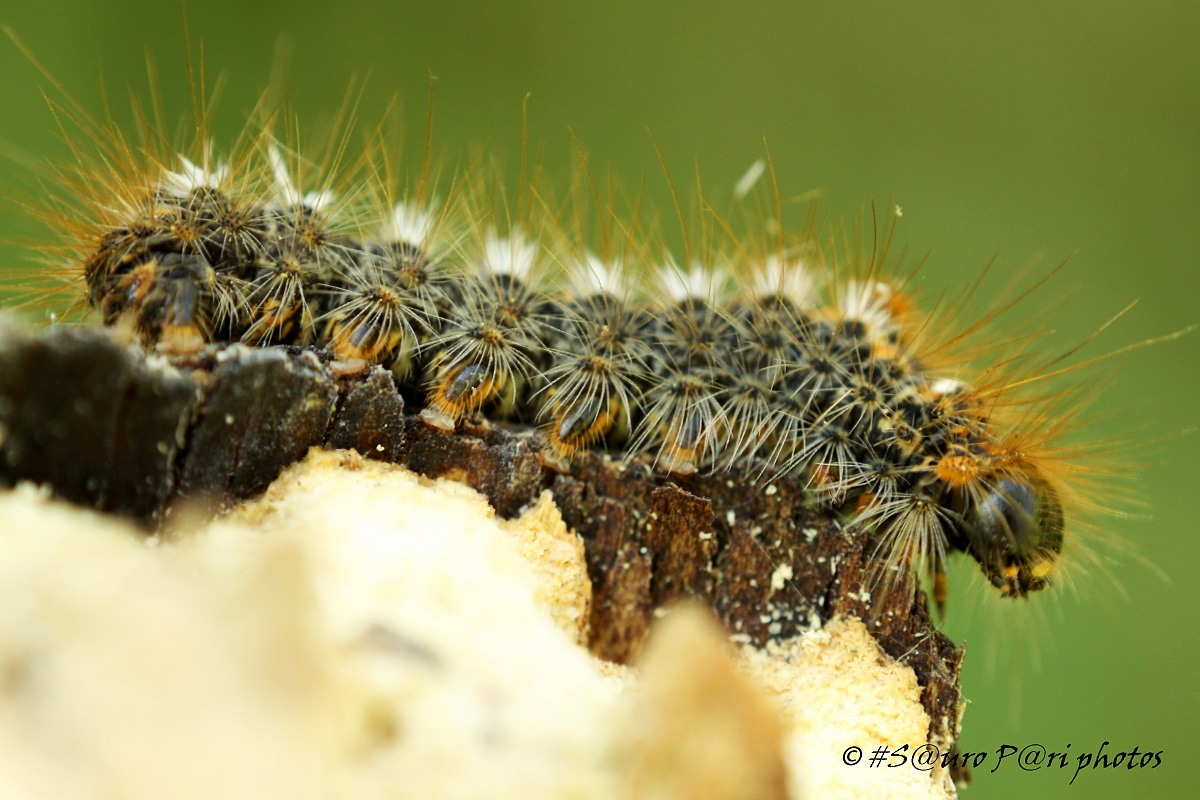 caterpillar 3