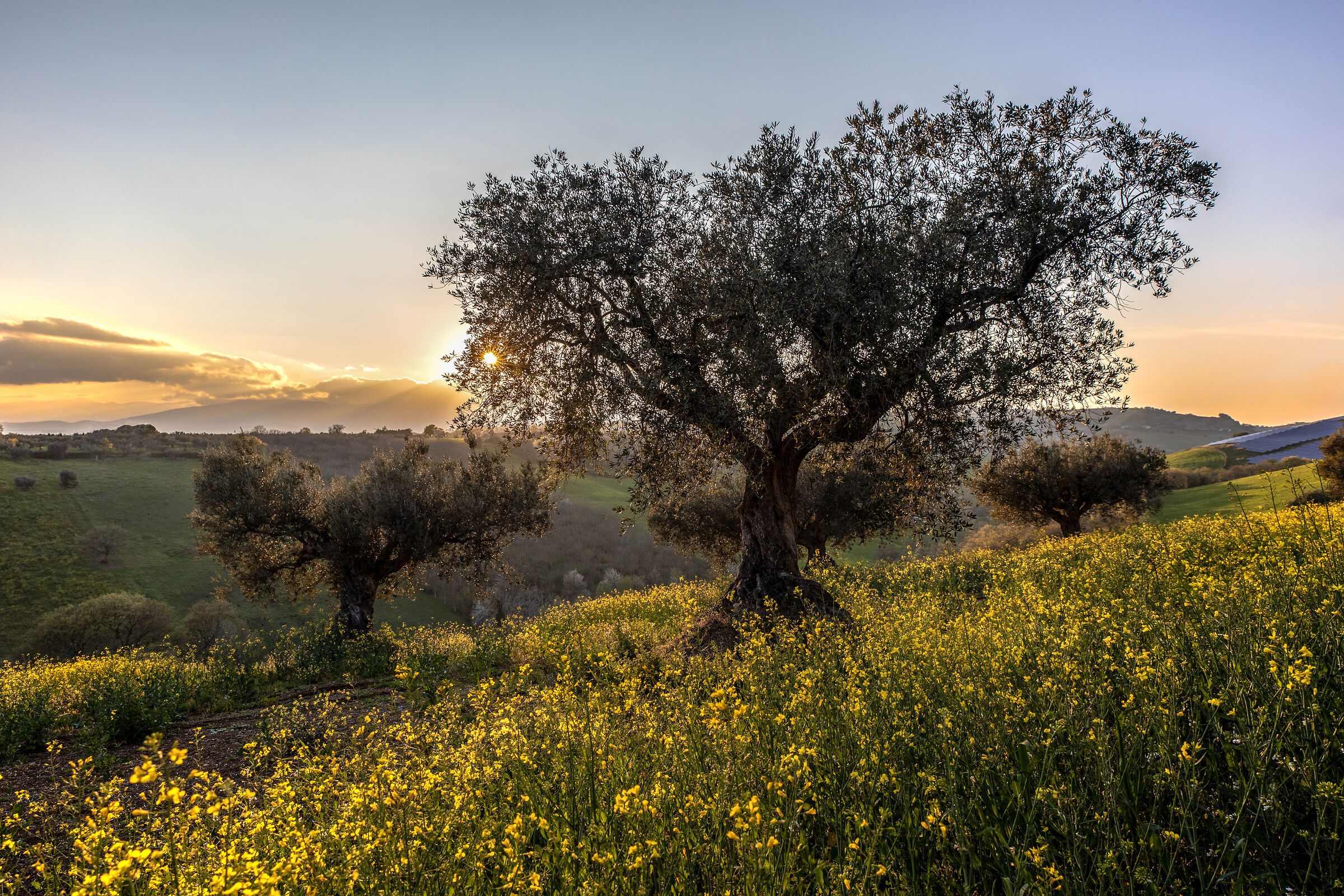 Among the hills, rapeseed and olive trees