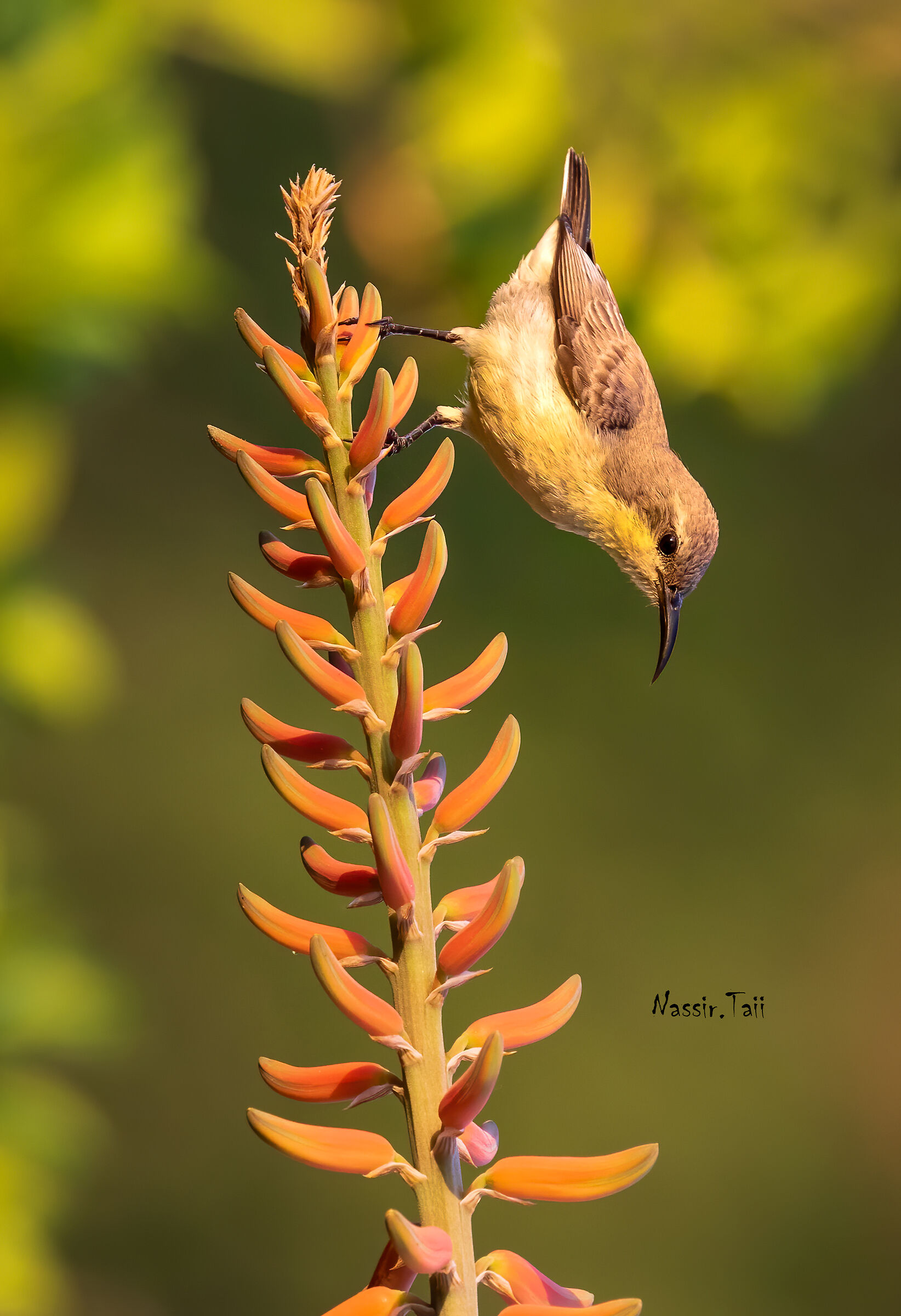 Viola Sunbird