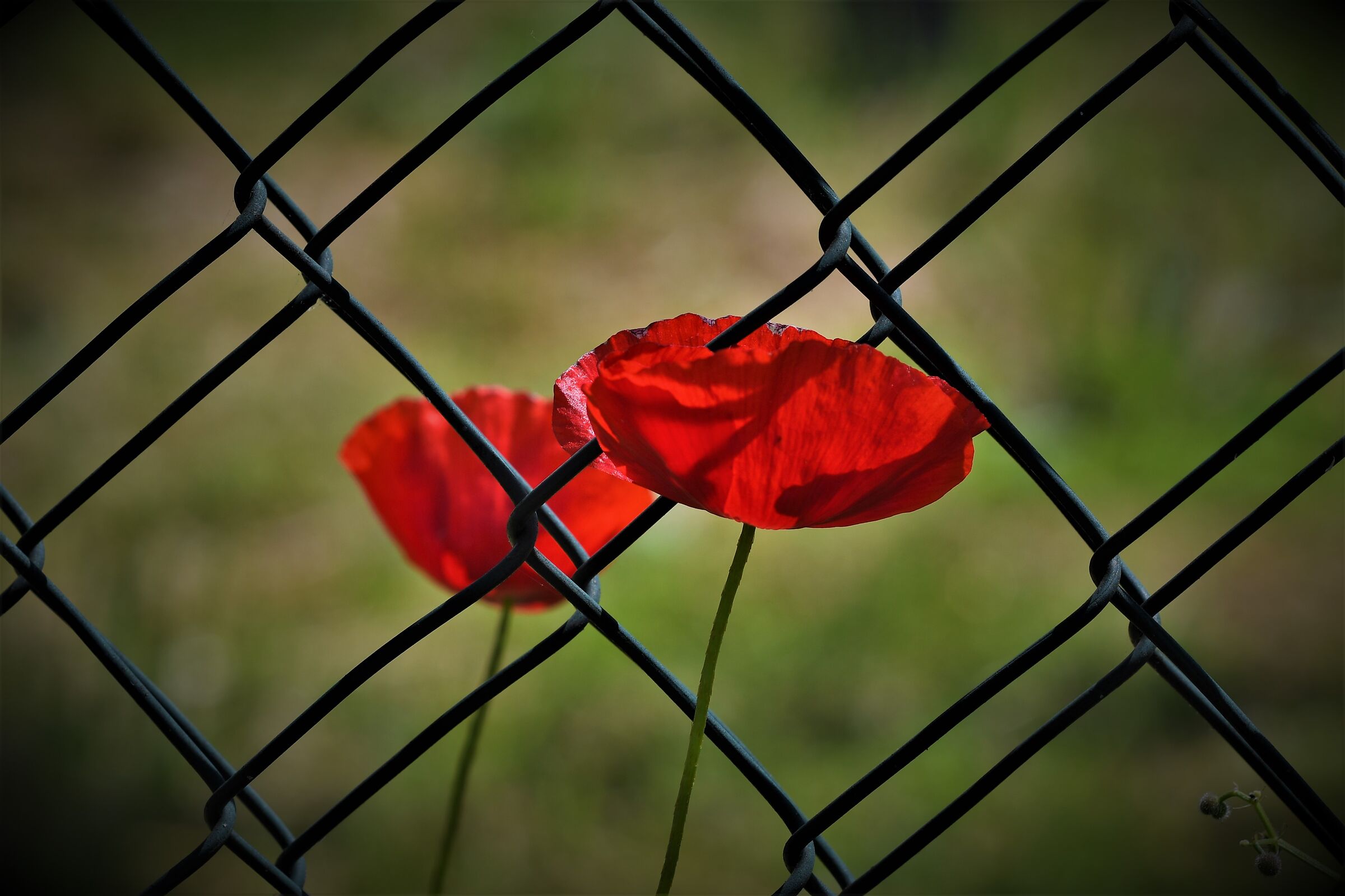 twin poppies