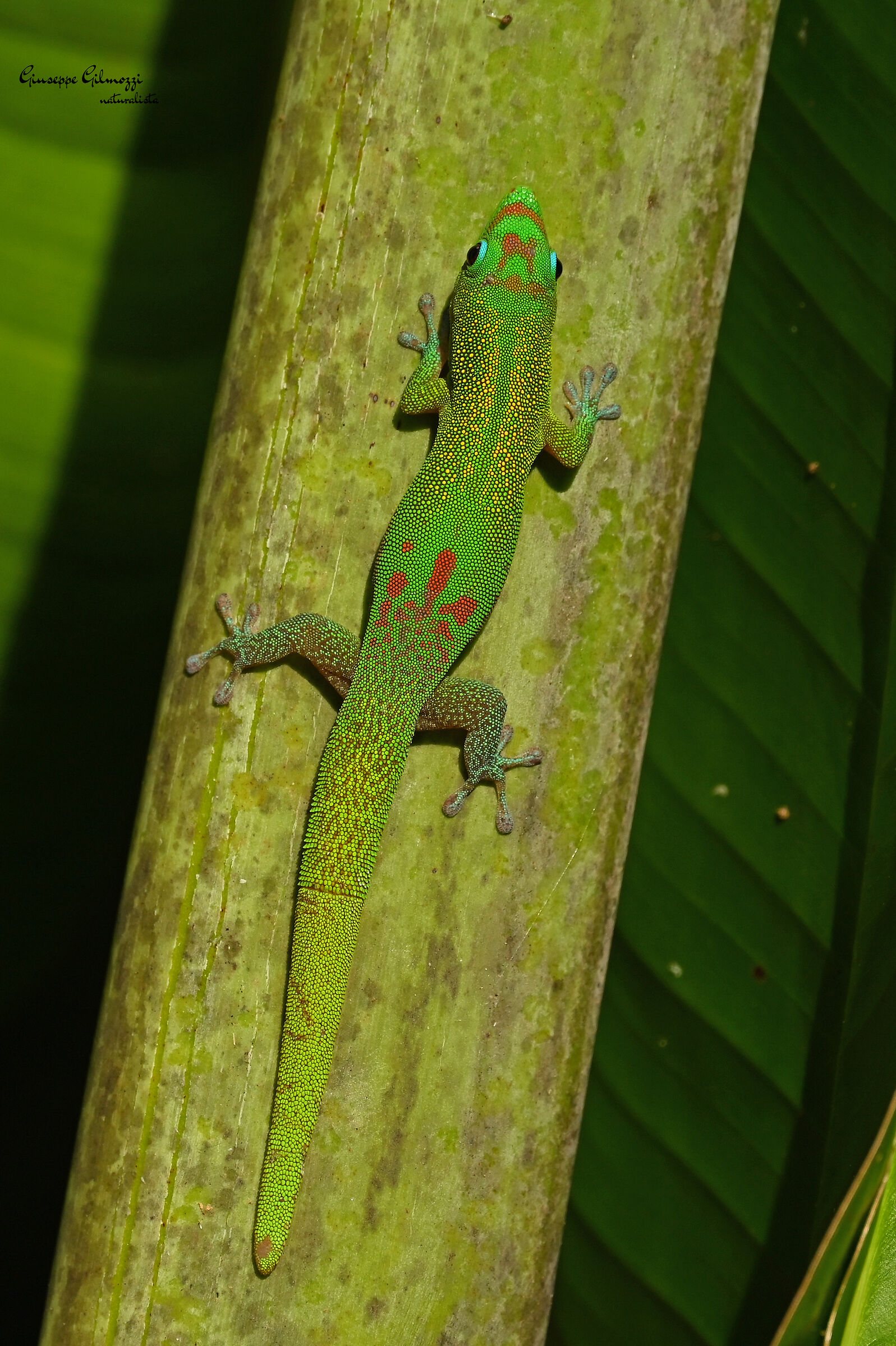 Broad-tailed felsuma.