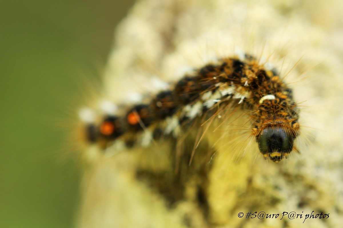 caterpillar 1