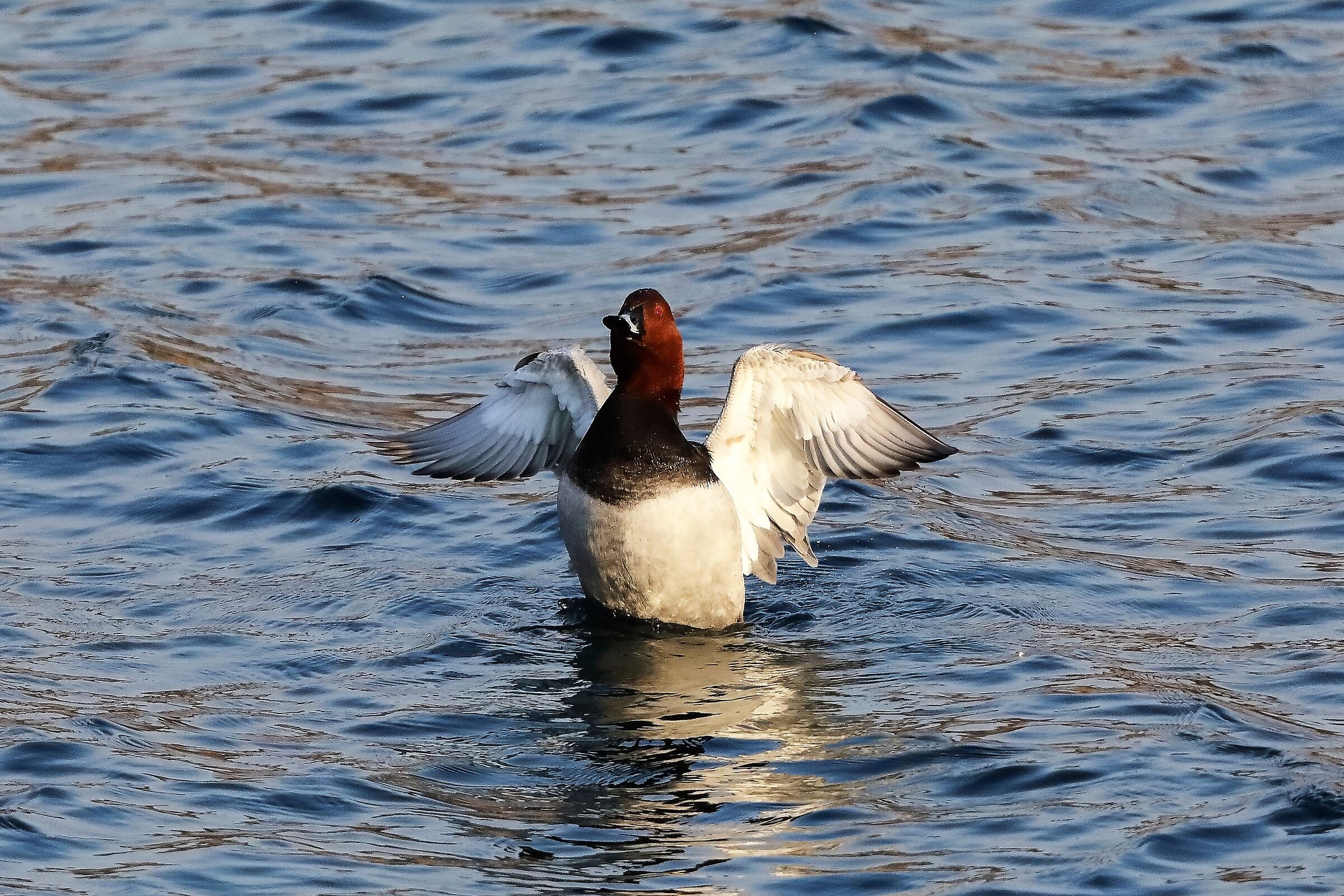 Moriglione 08-02-2023