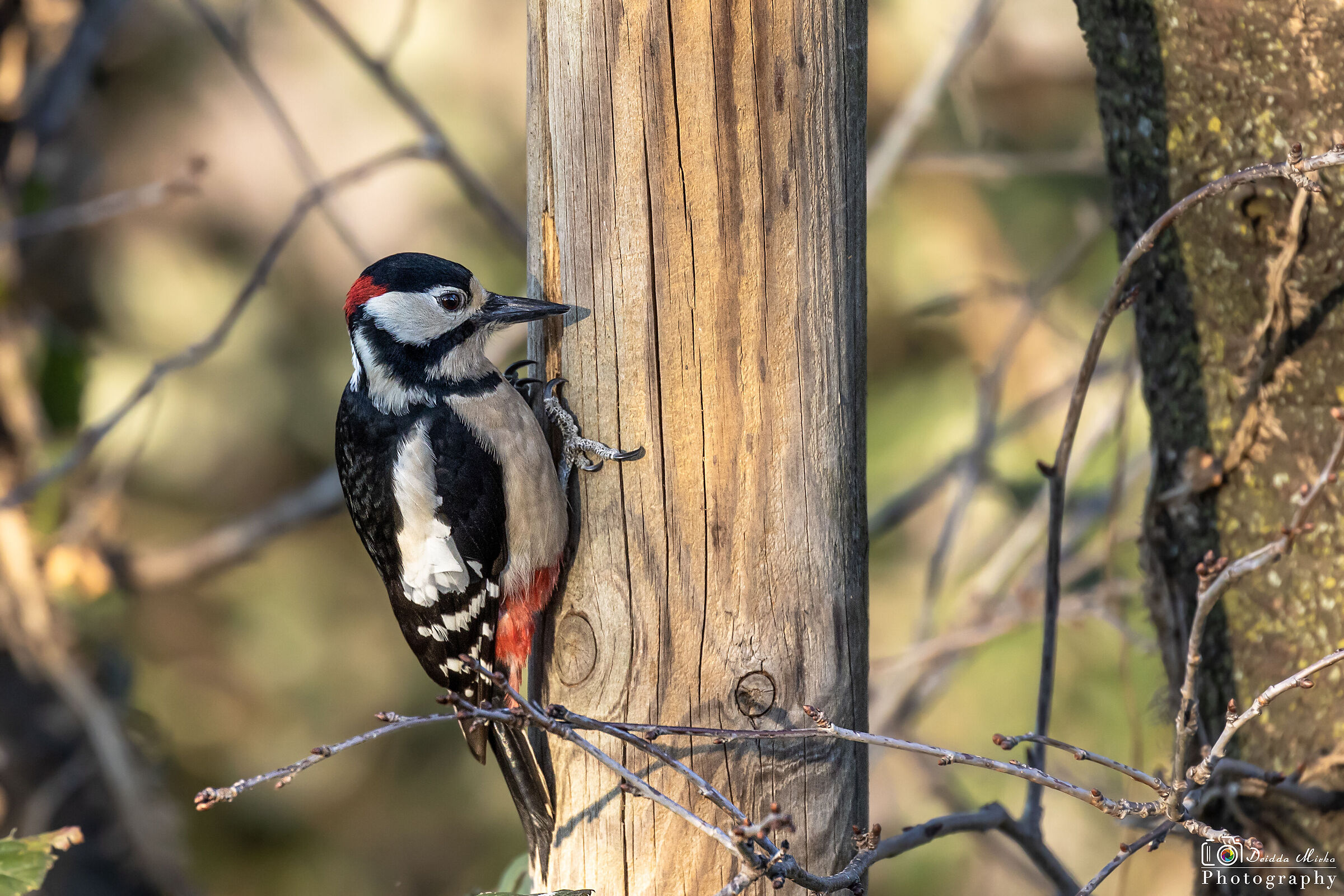 Picchio rosso maggiore