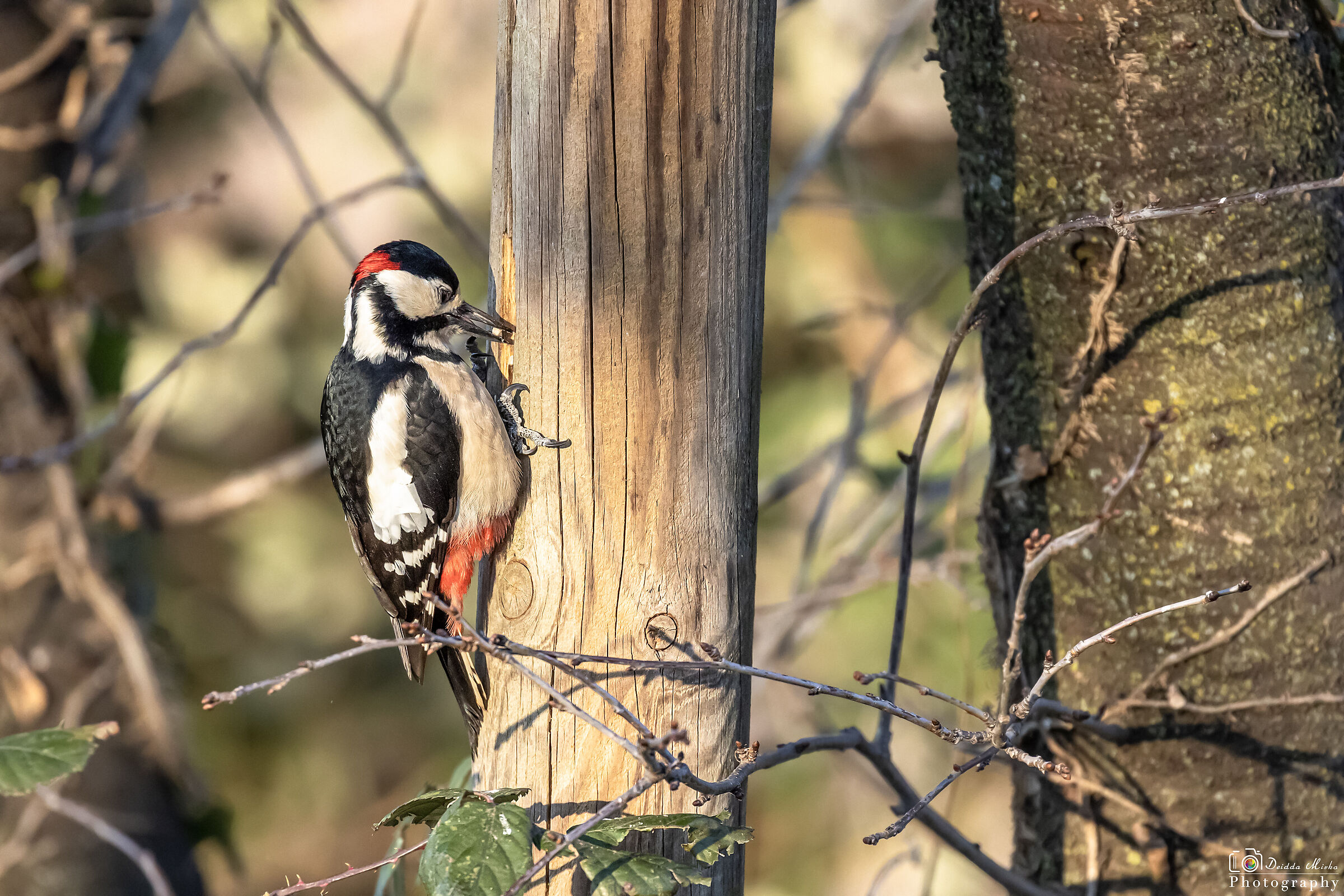 Picchio rosso maggiore