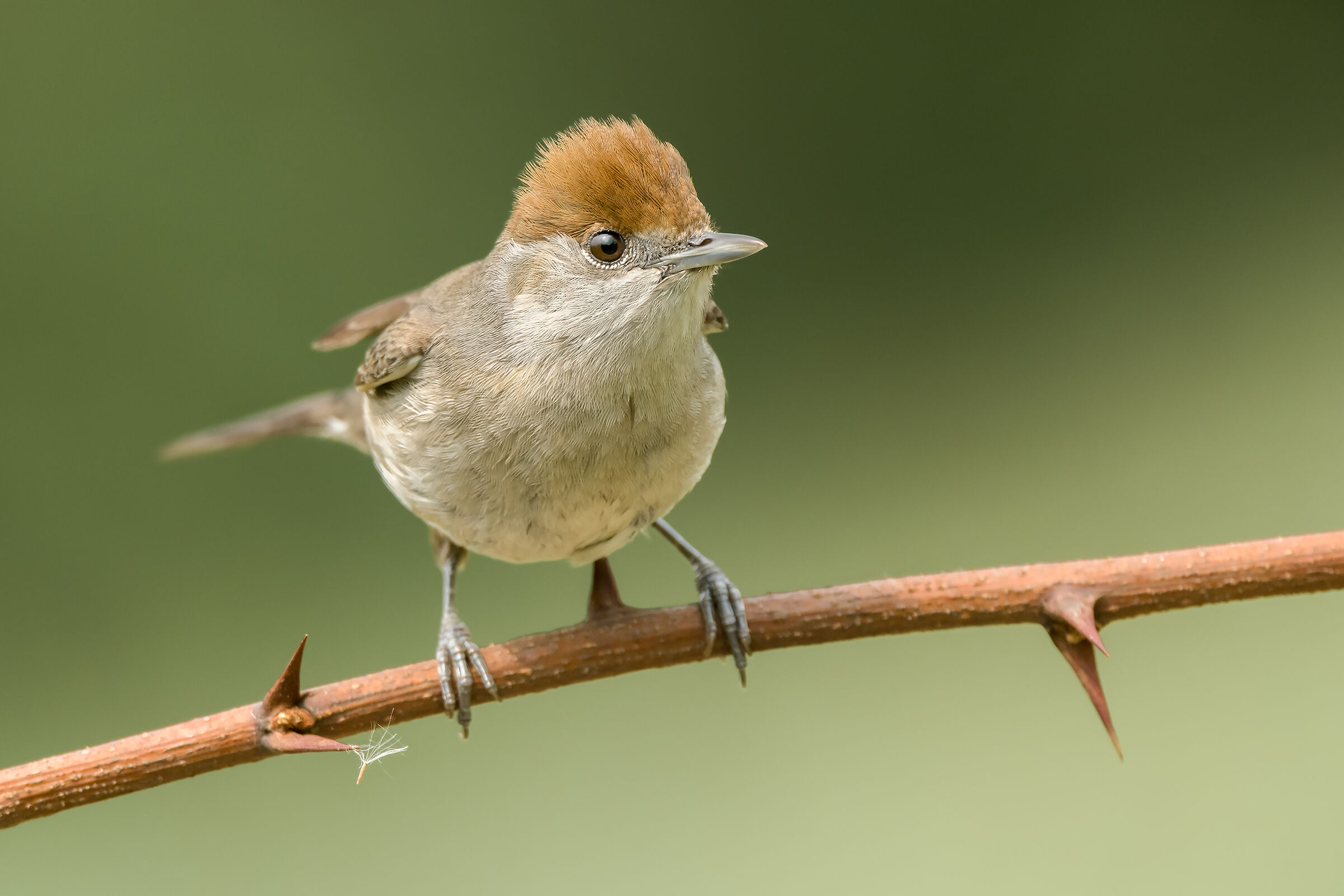 Blackcap