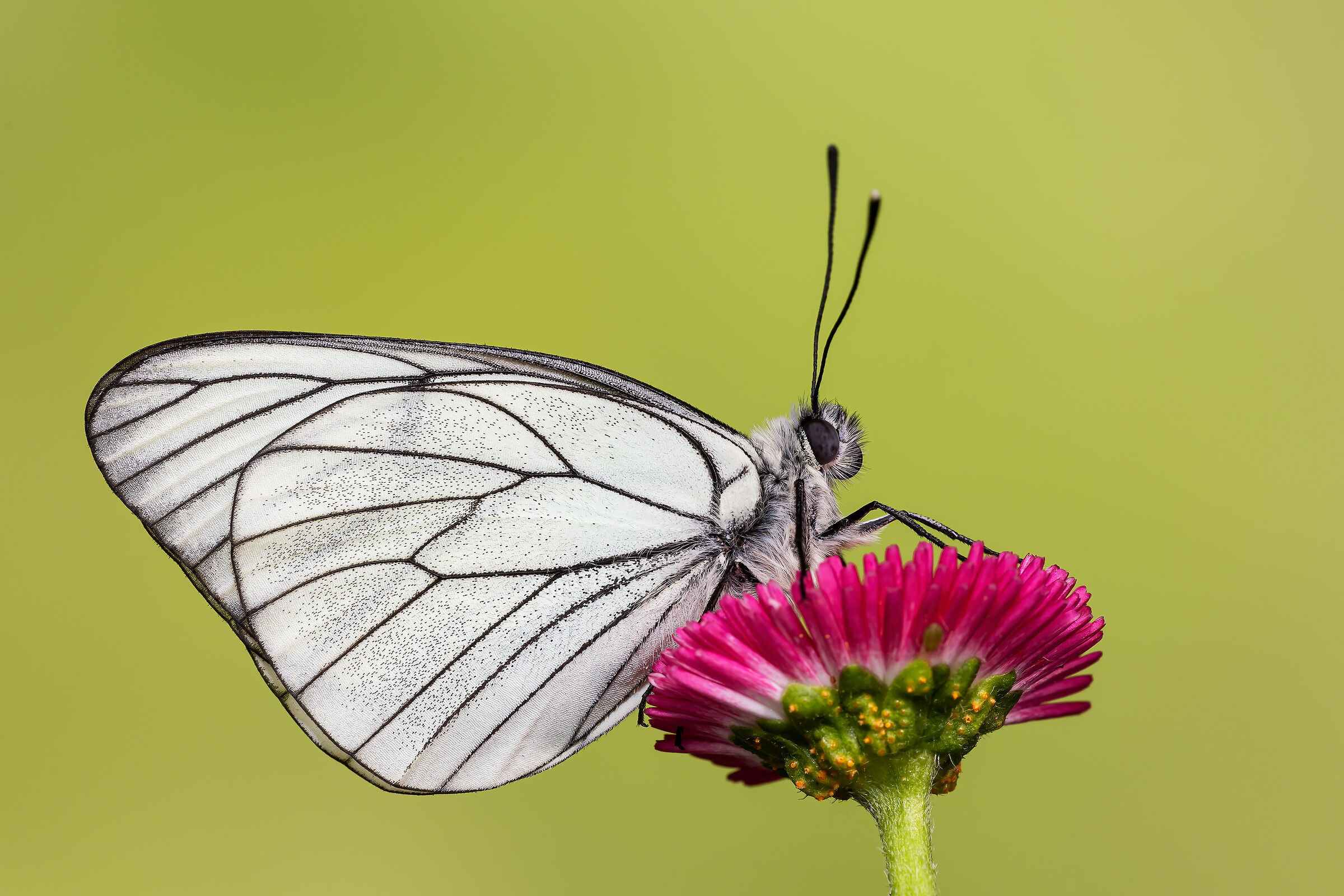 Aporia