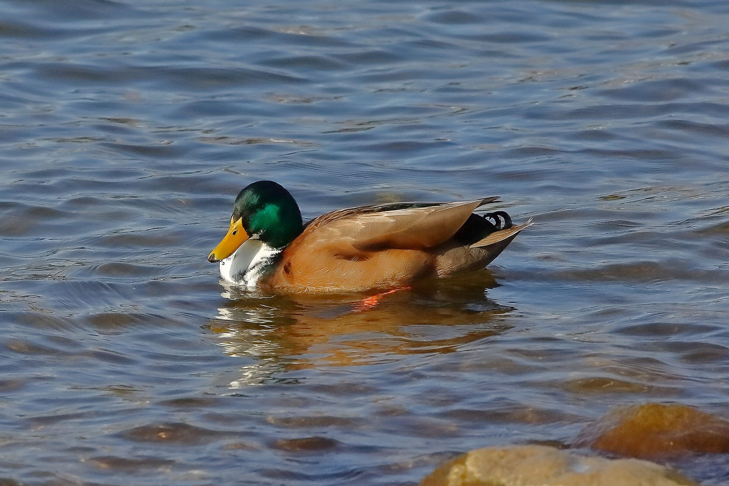 Germano R 25-02-2023