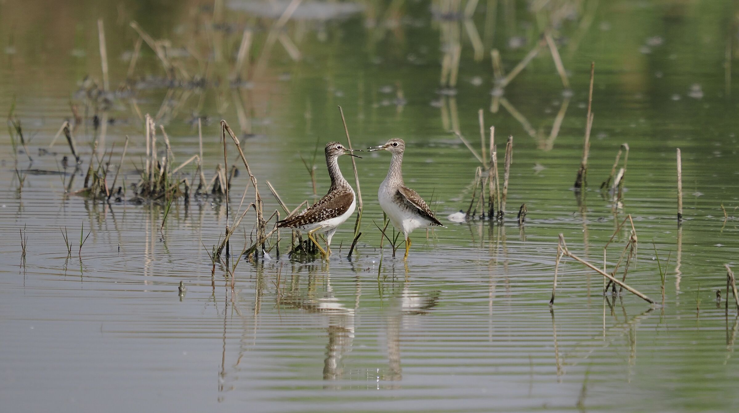 Condominium disputes 1