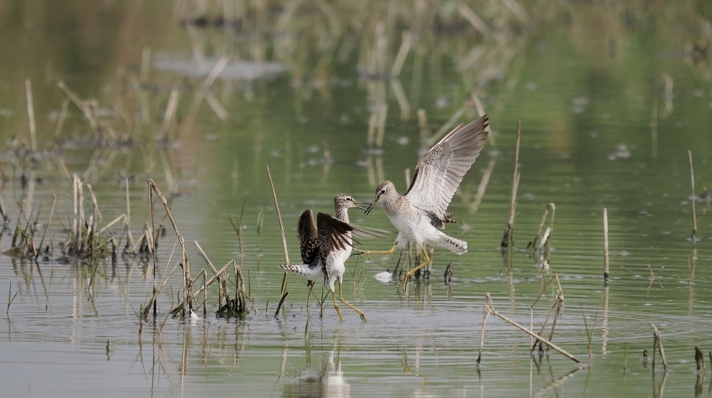 Condominium disputes 2