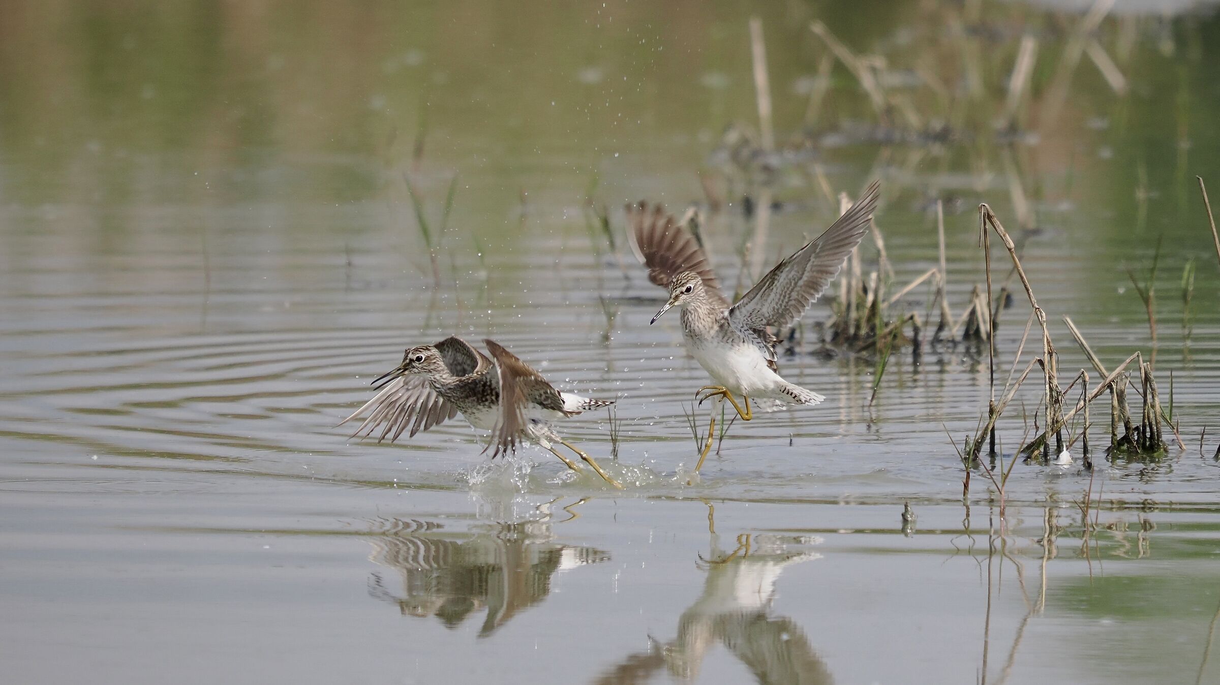 Condominium disputes 3