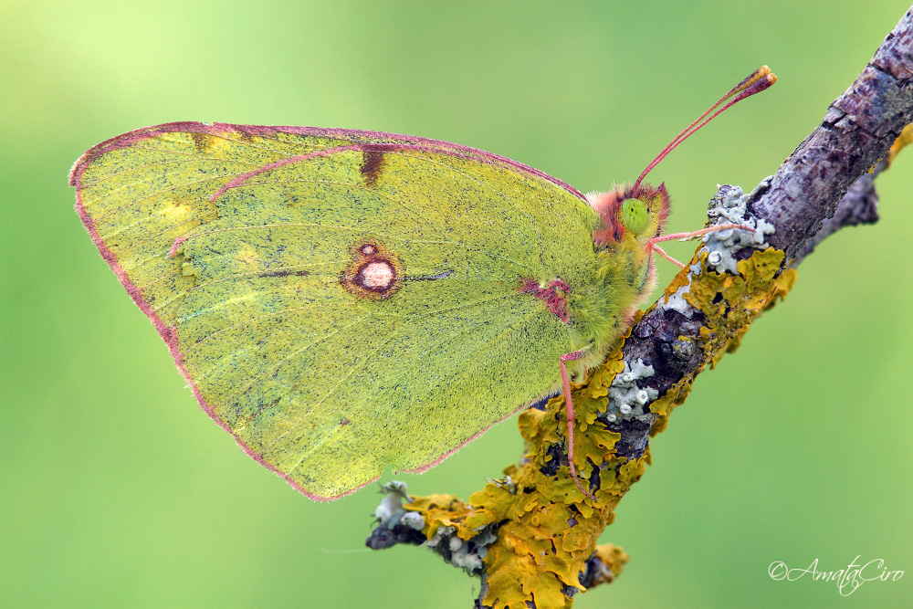 Colias crocea (Fourcroy, 1785) - Pieridae Coliadinae