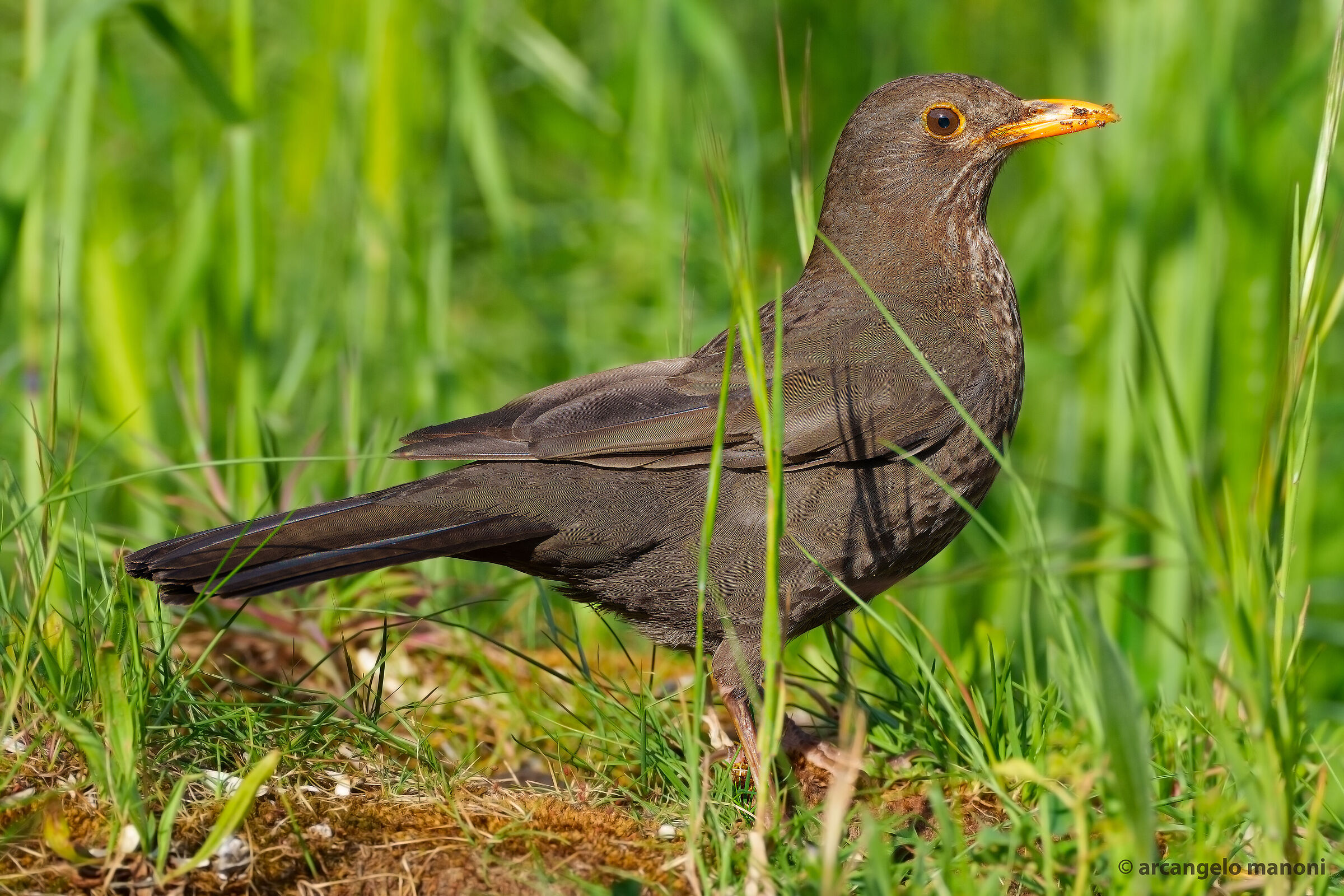 Among the green herbs the blackbird