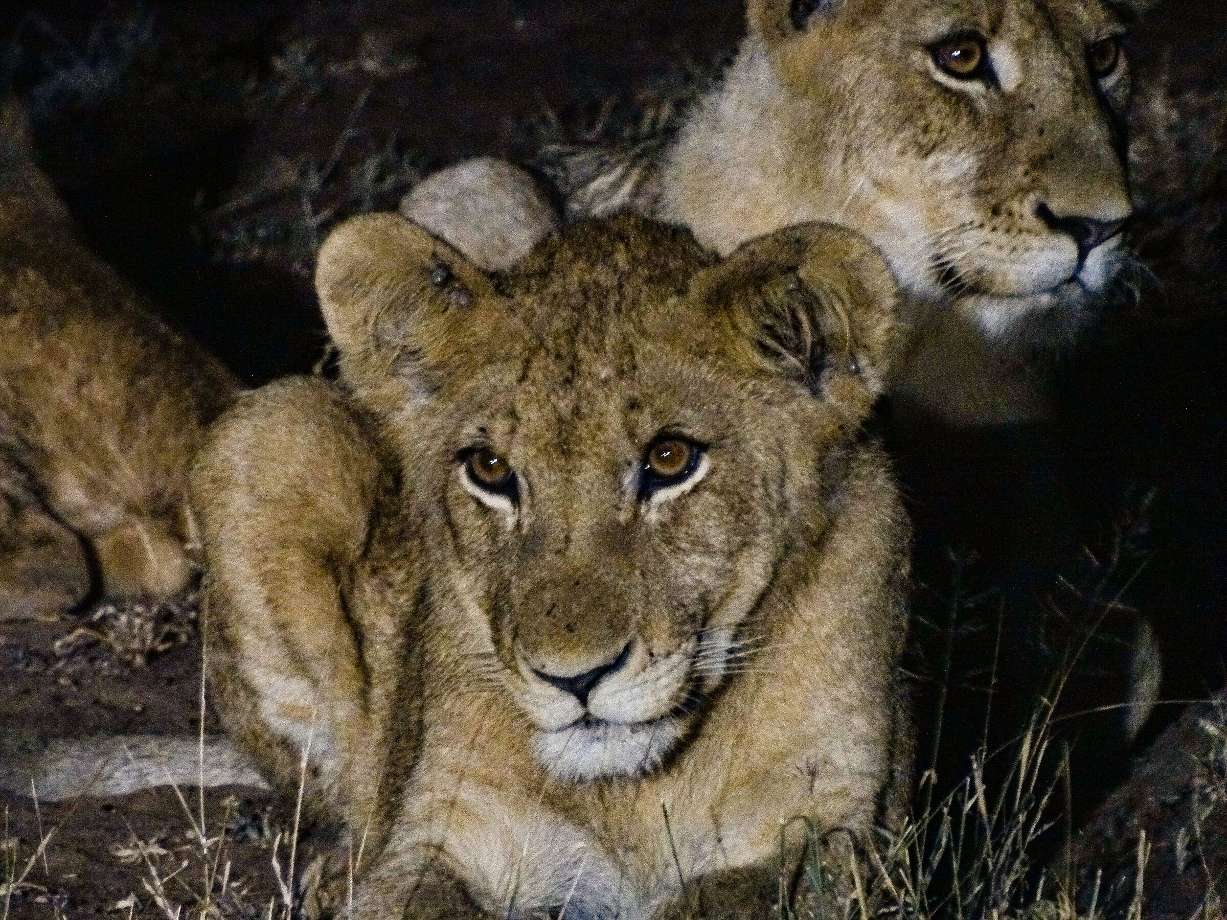 lion cub at night