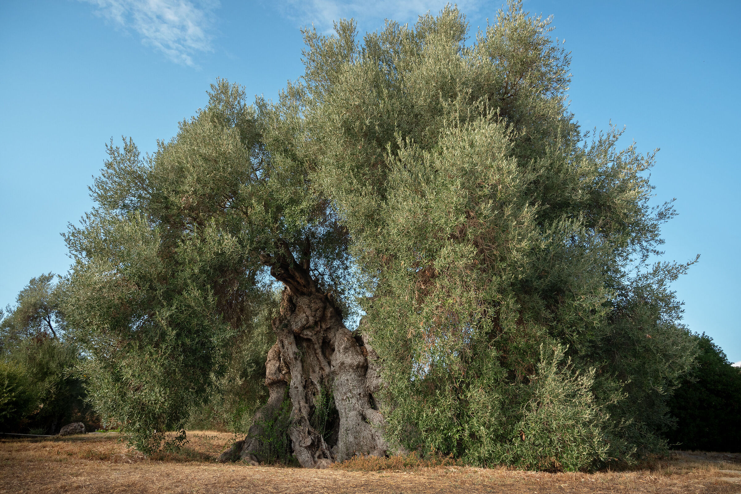 Olivo Millenario - Sinis