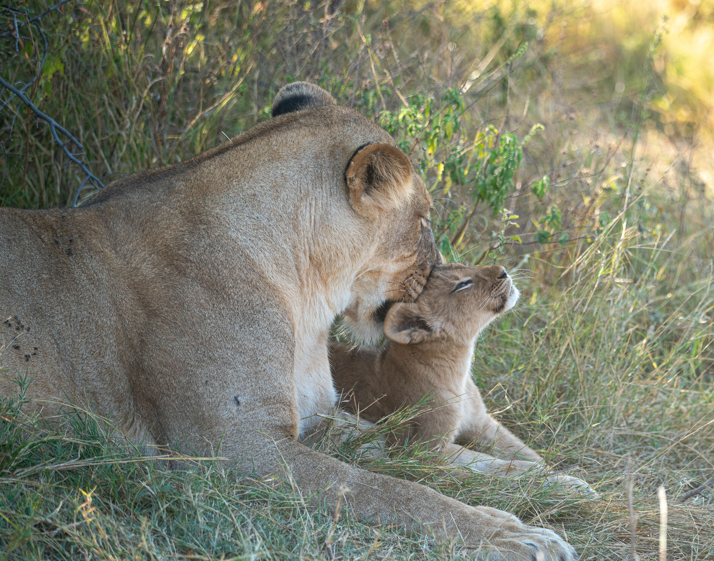 Mom and Puppy