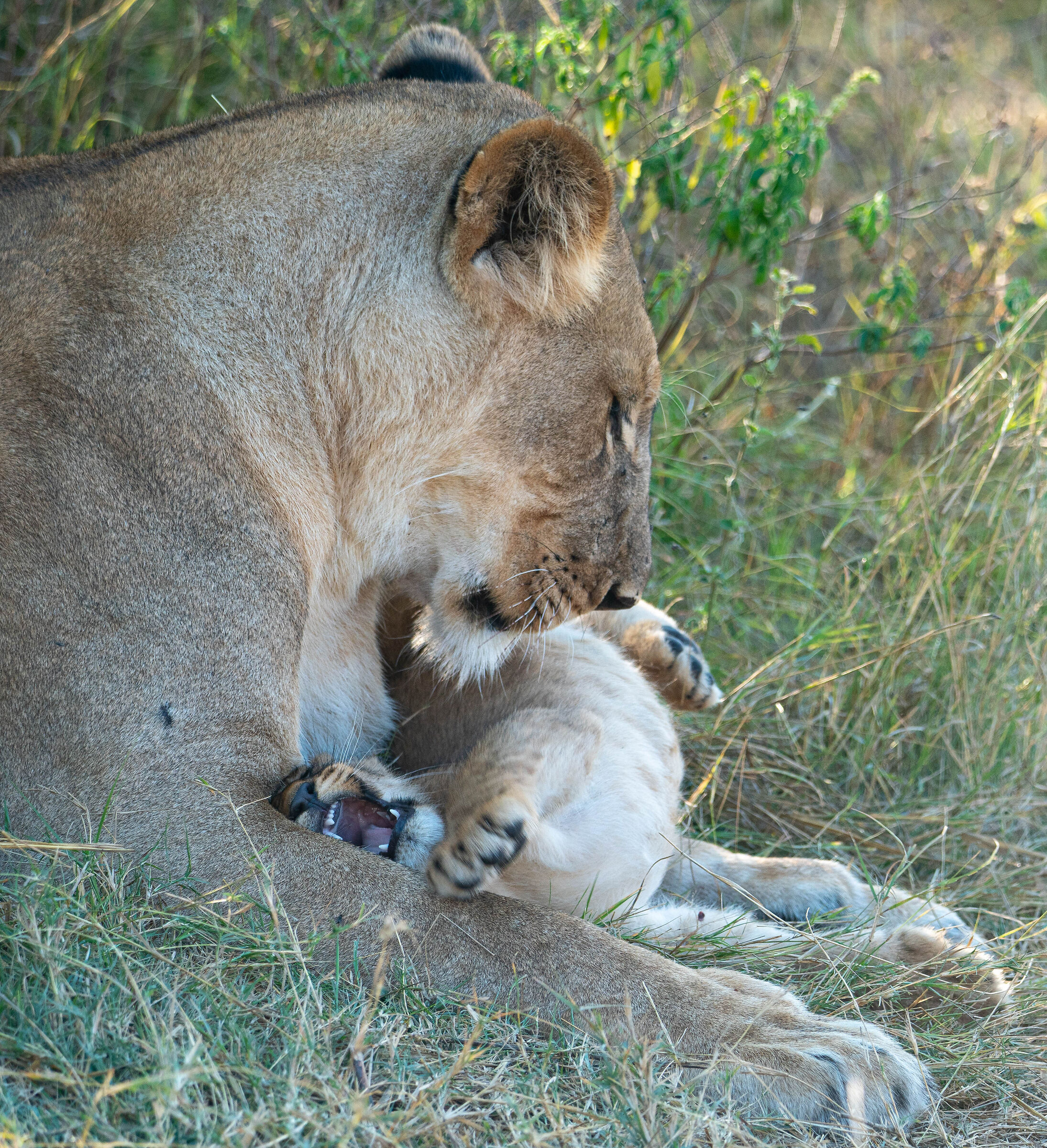 Mom and Puppy 2