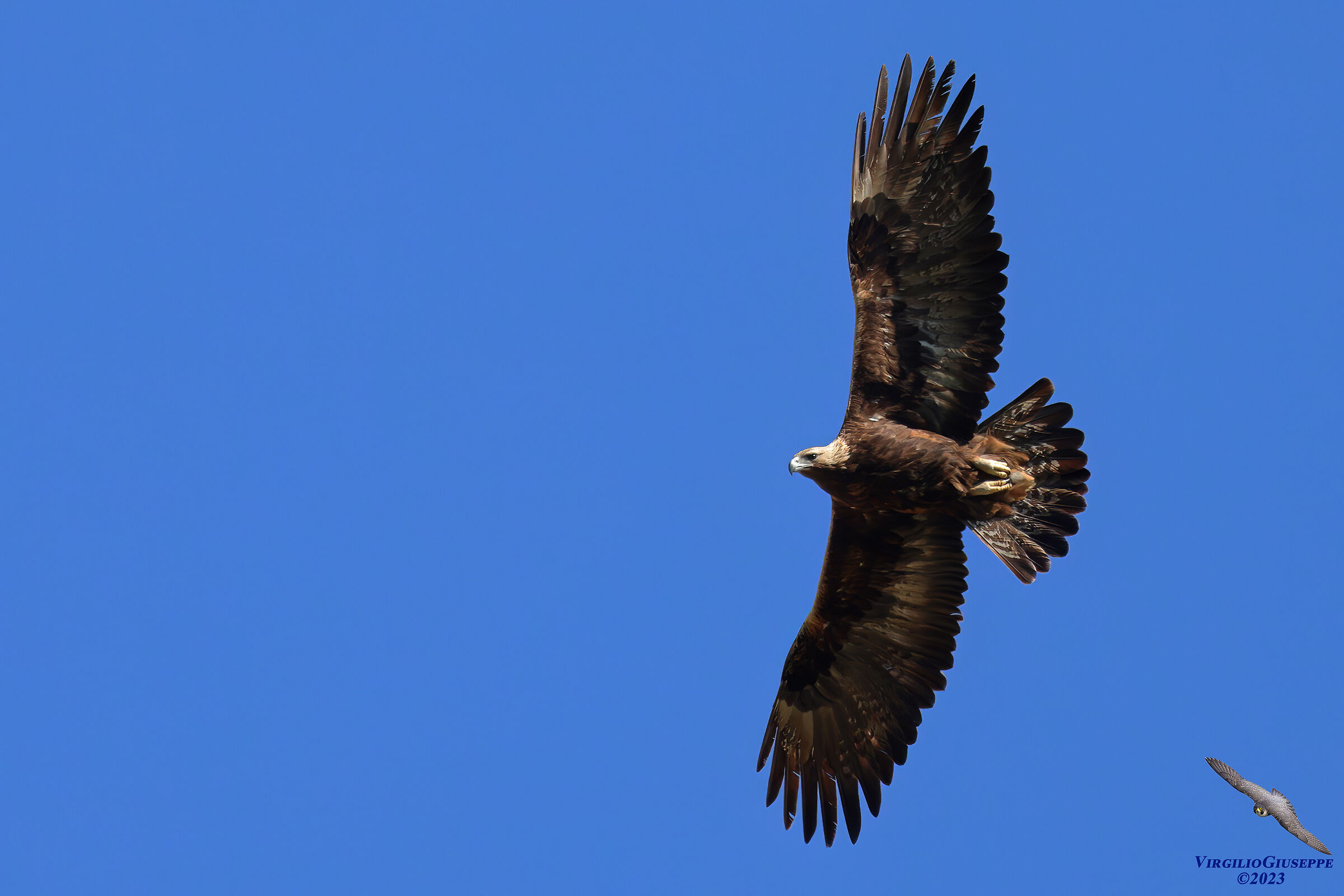 Golden Eagle (Central Sardinia) 2023