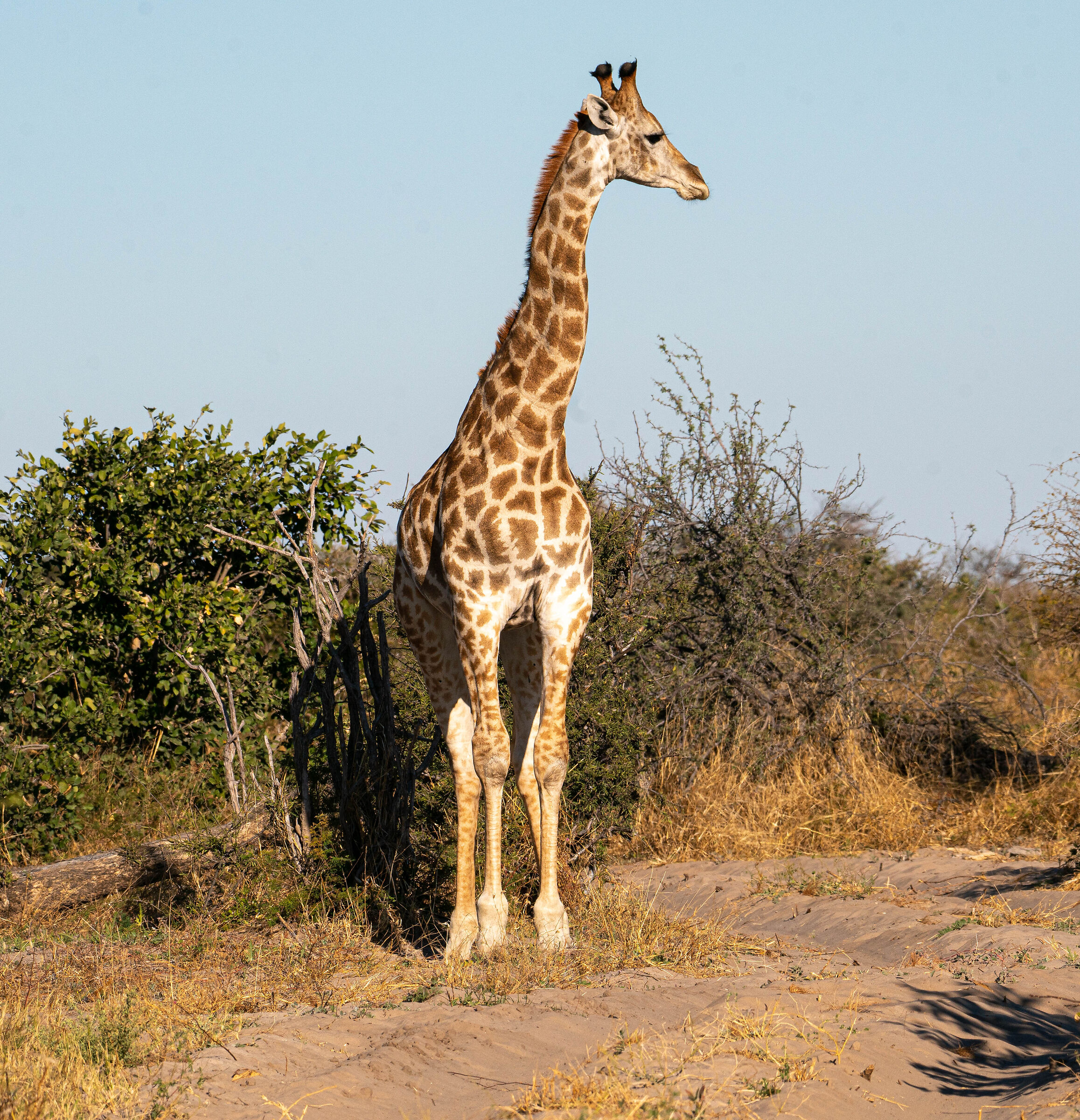 my BOTSWANA