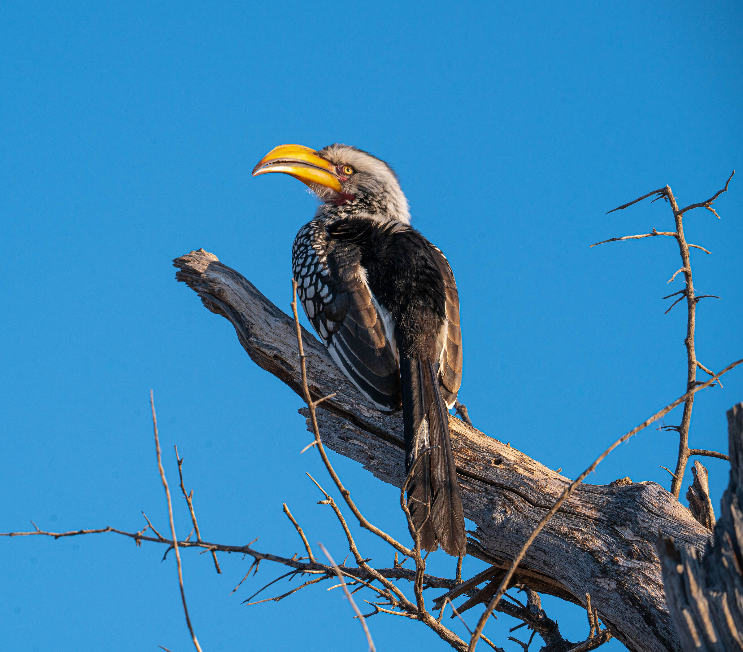 my BOTSWANA