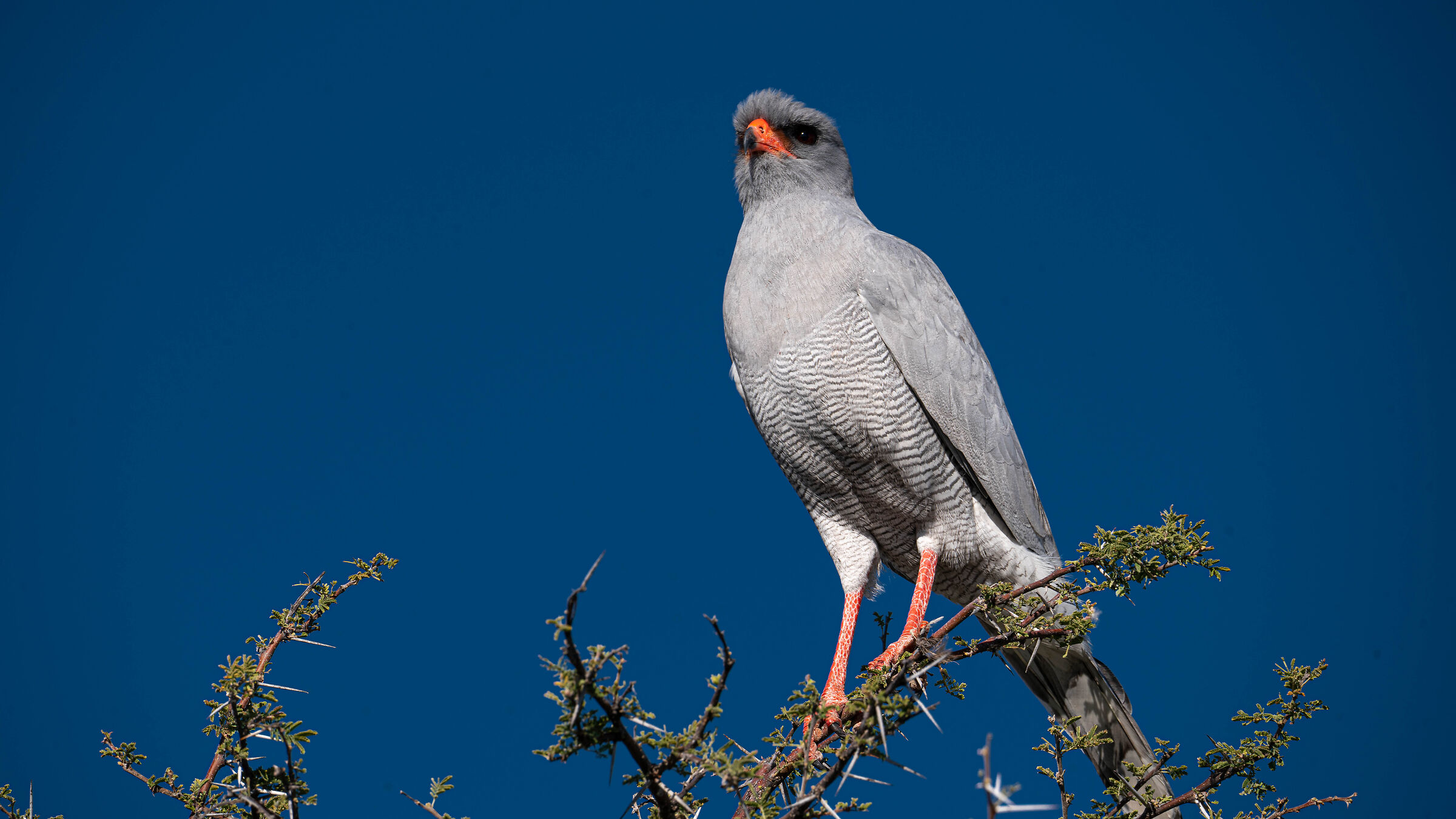 my BOTSWANA