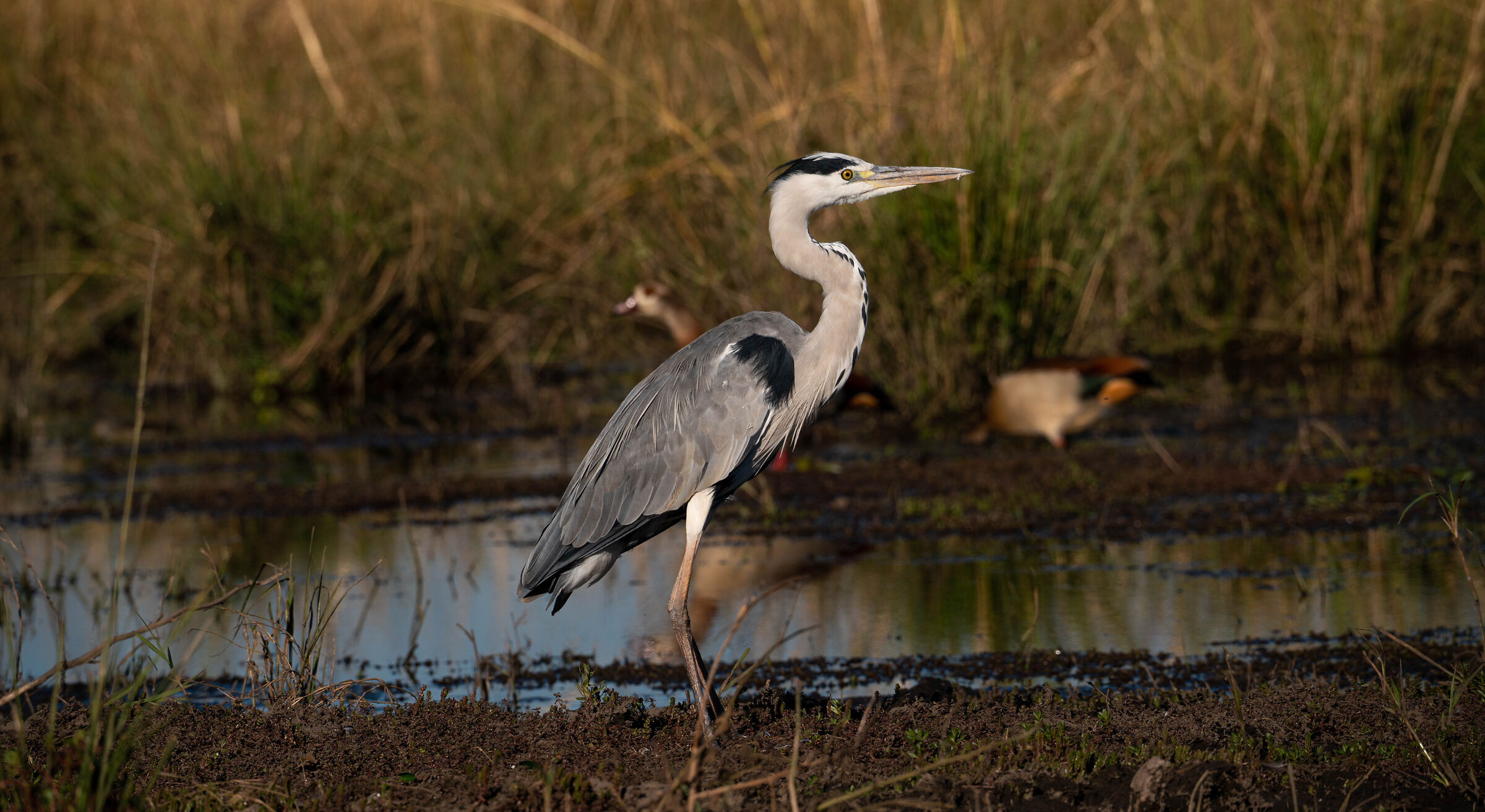 my BOTSWANA