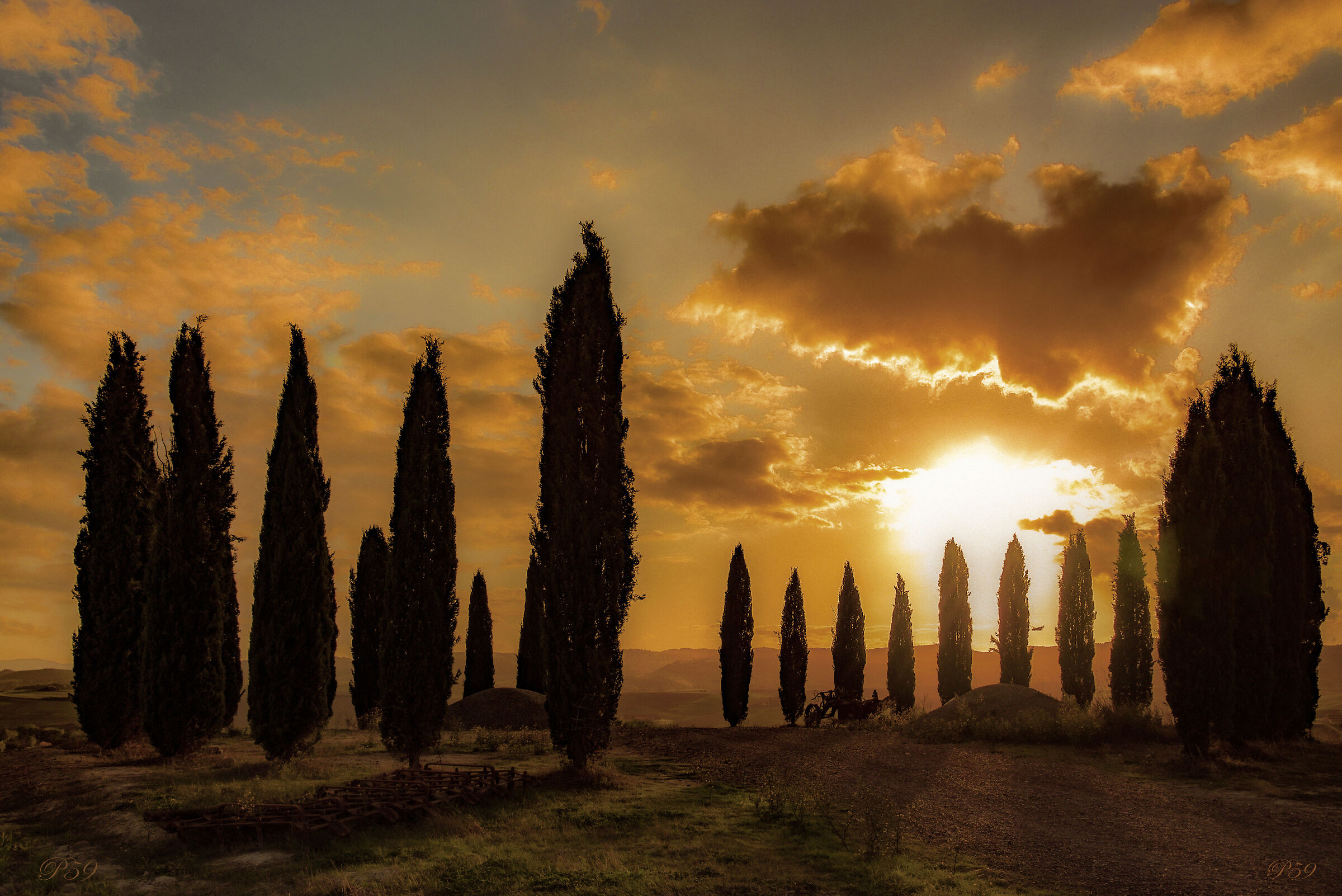 Cypress