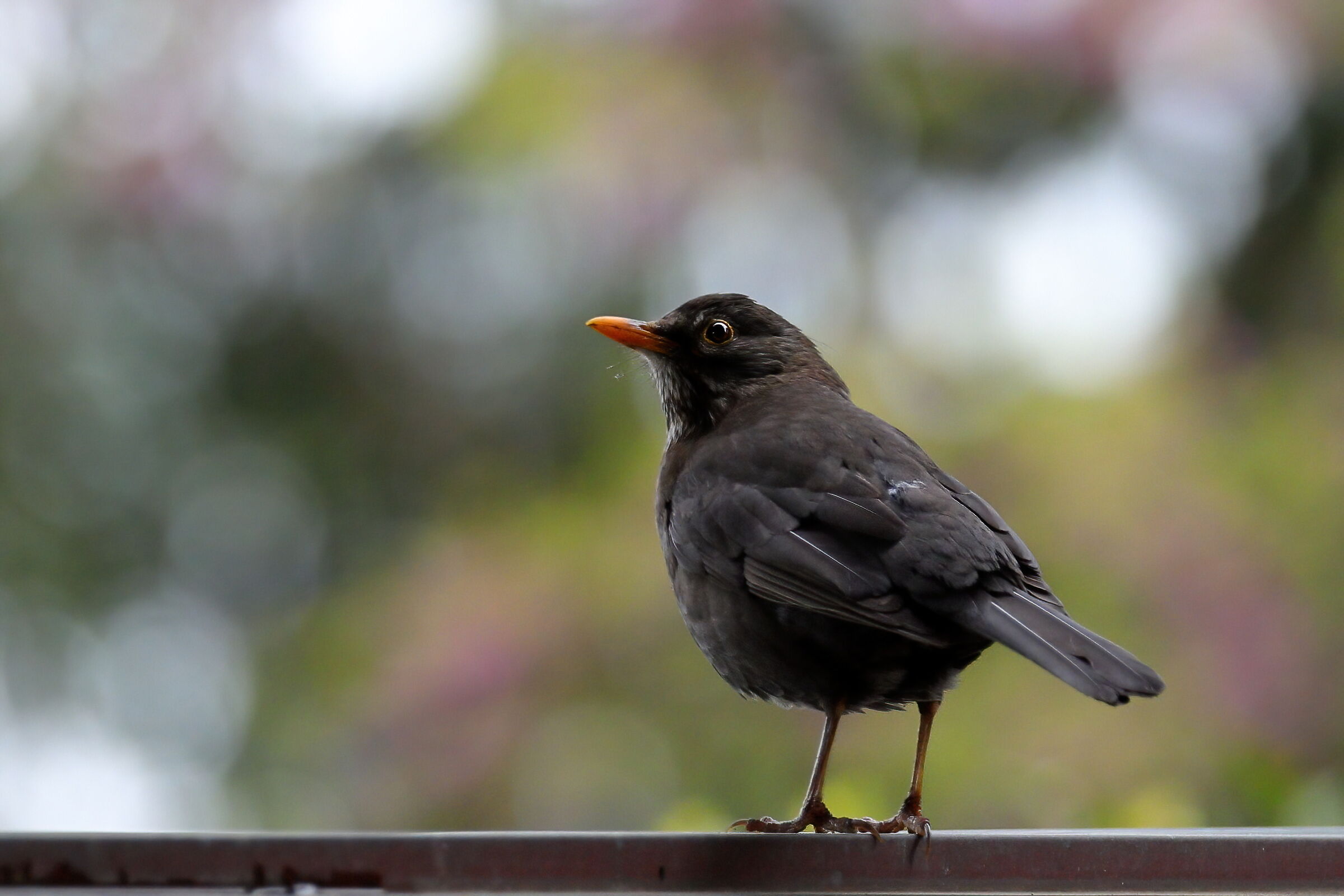 Blackbird