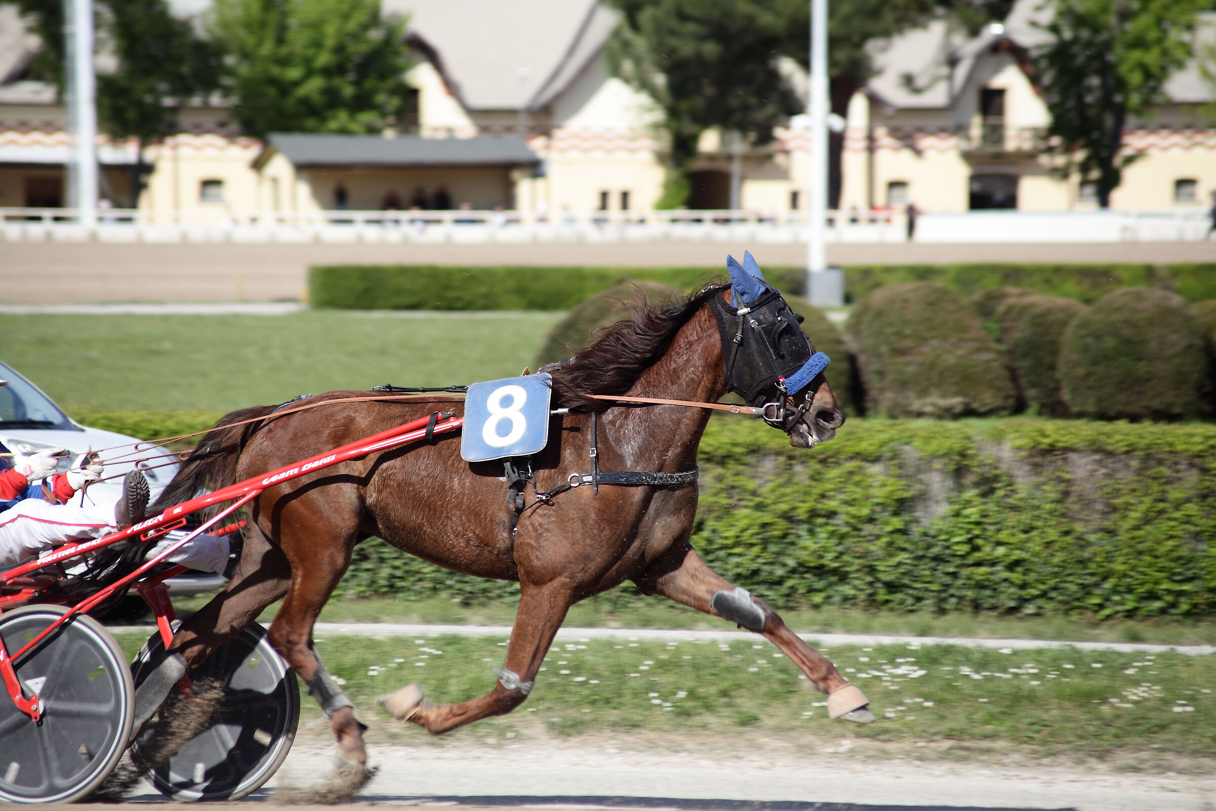 Number eight first race