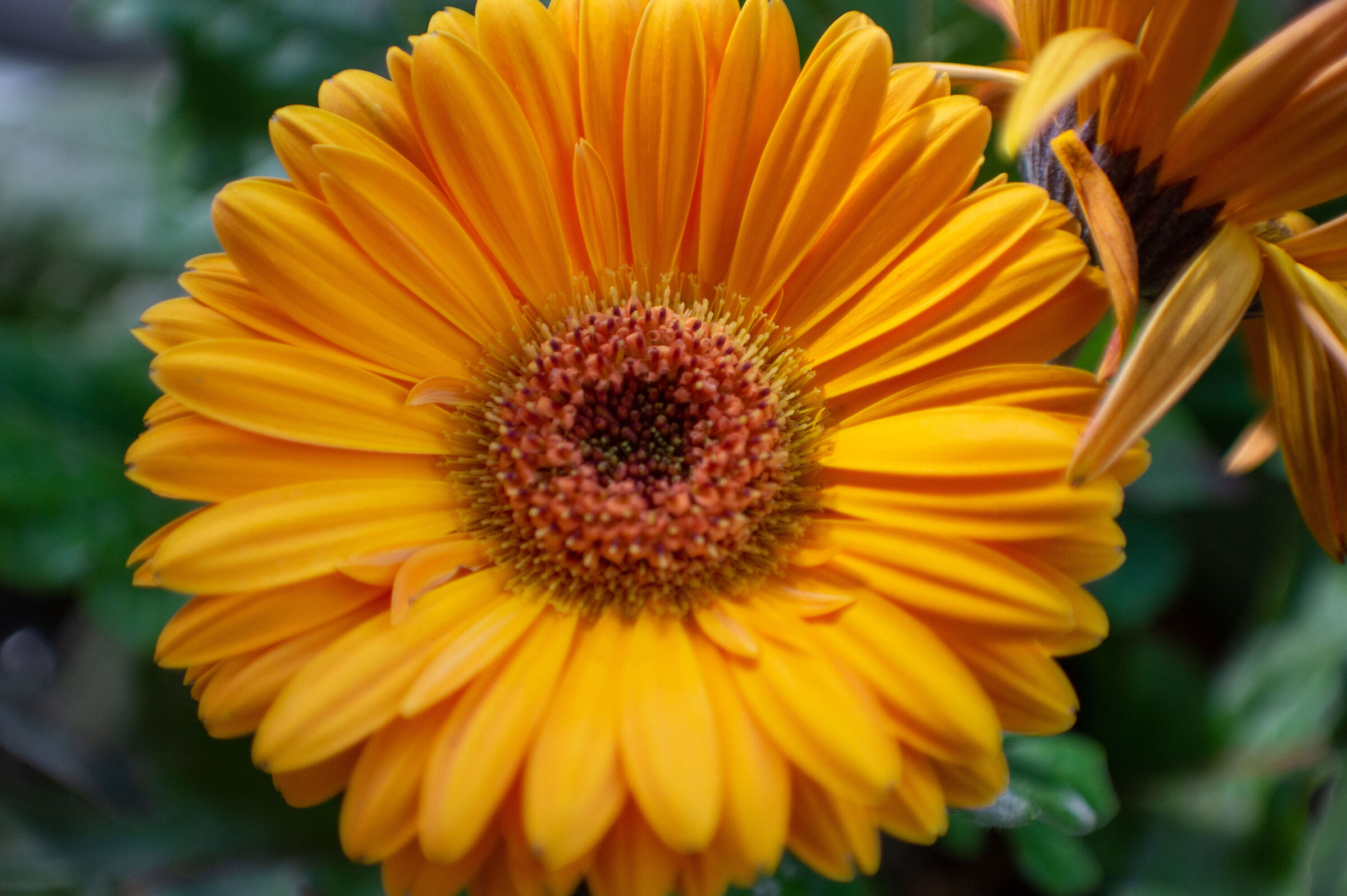 Nex5 con Carl Zeiss Jena 35mm f2.8