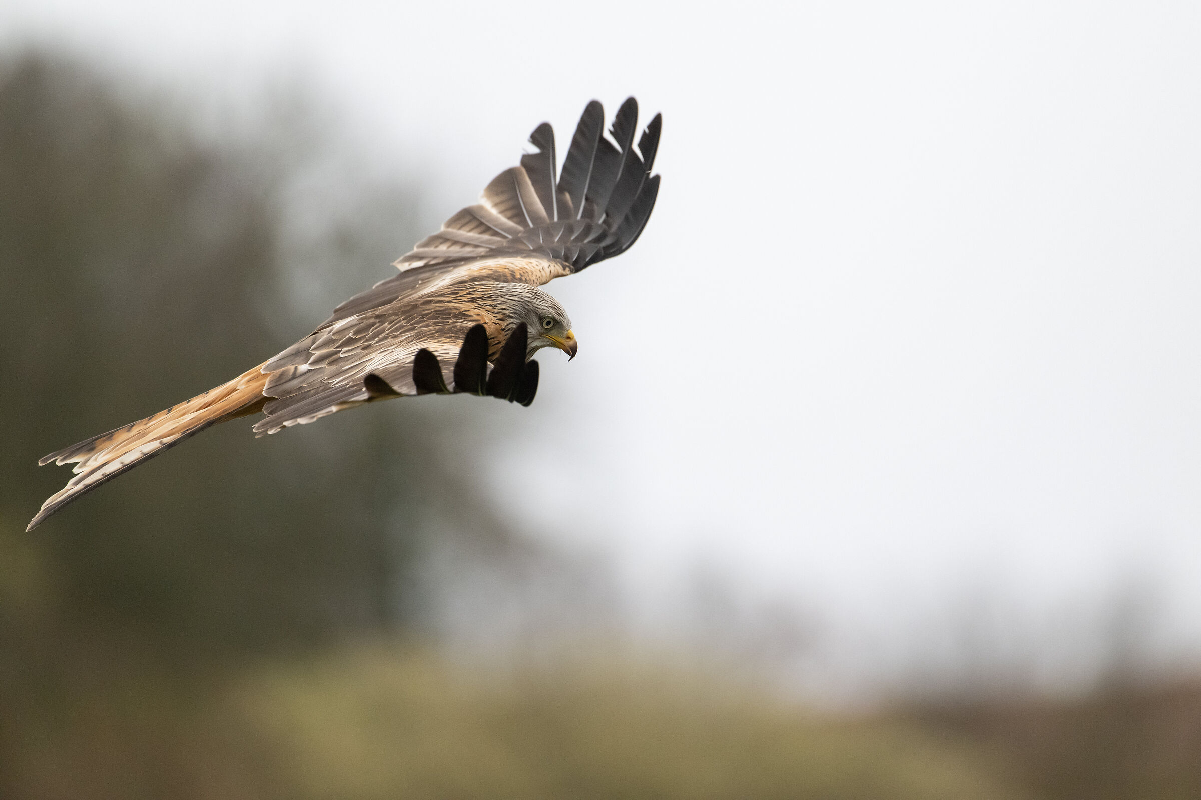 Red Kite (Milvus milvus)
