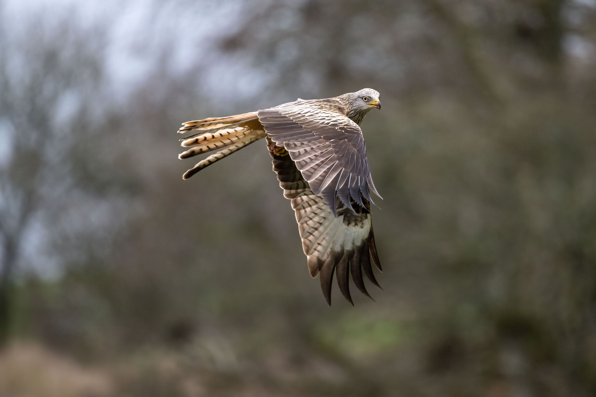 Red Kite (Milvus milvus)