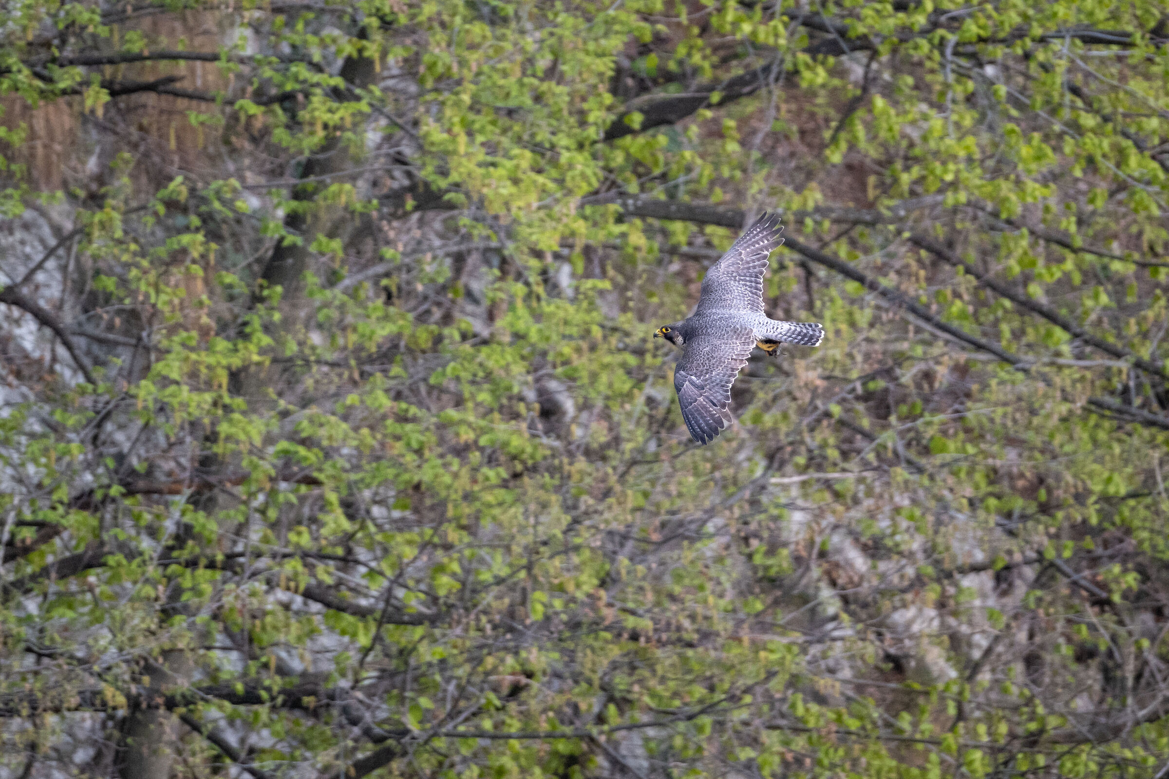 Peregrine Falcon with prey