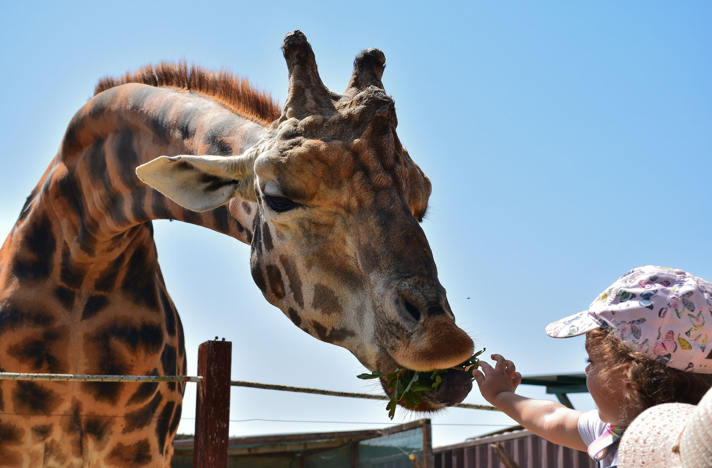 The Giraffe and the Little Girl