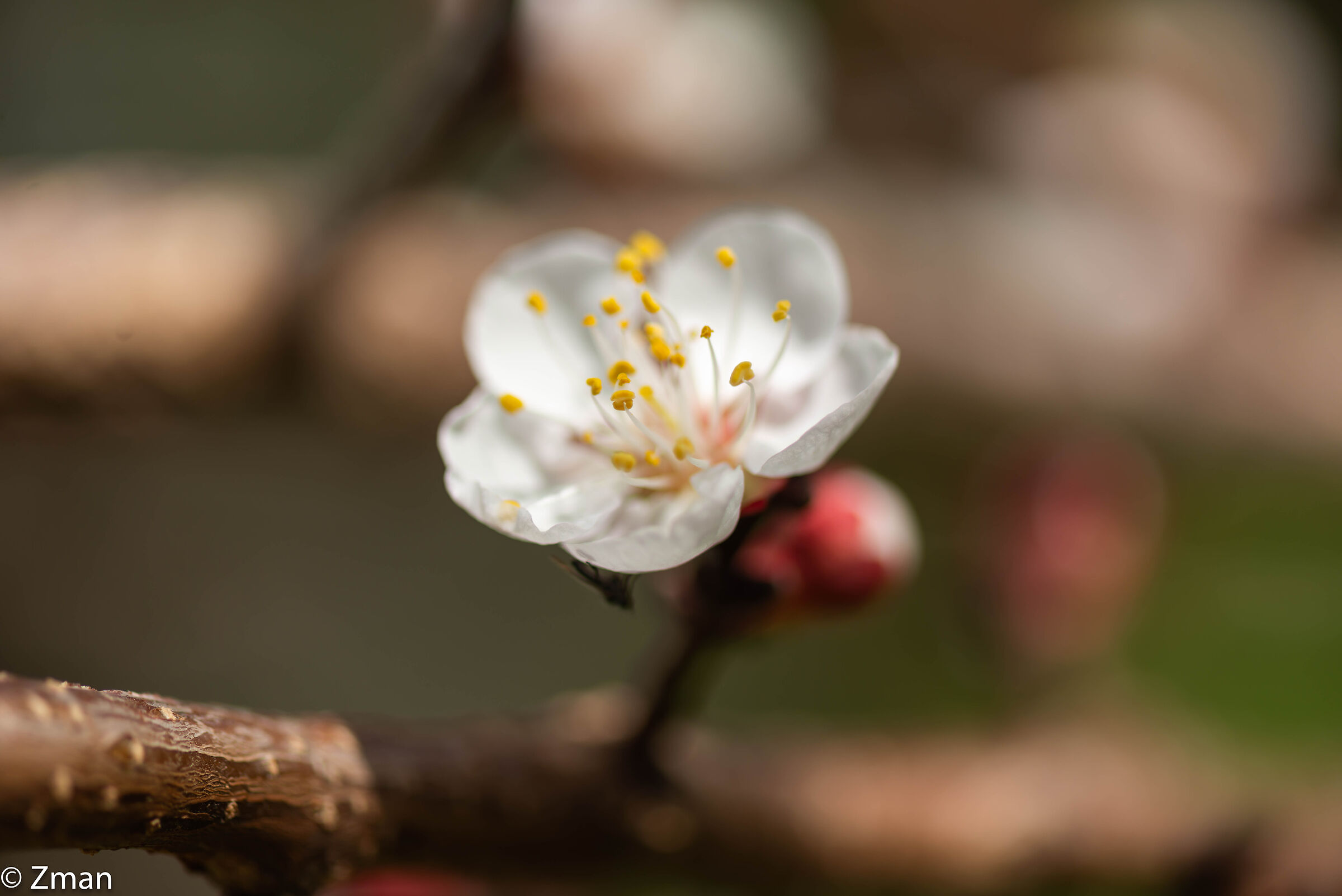 Appricot Blooms