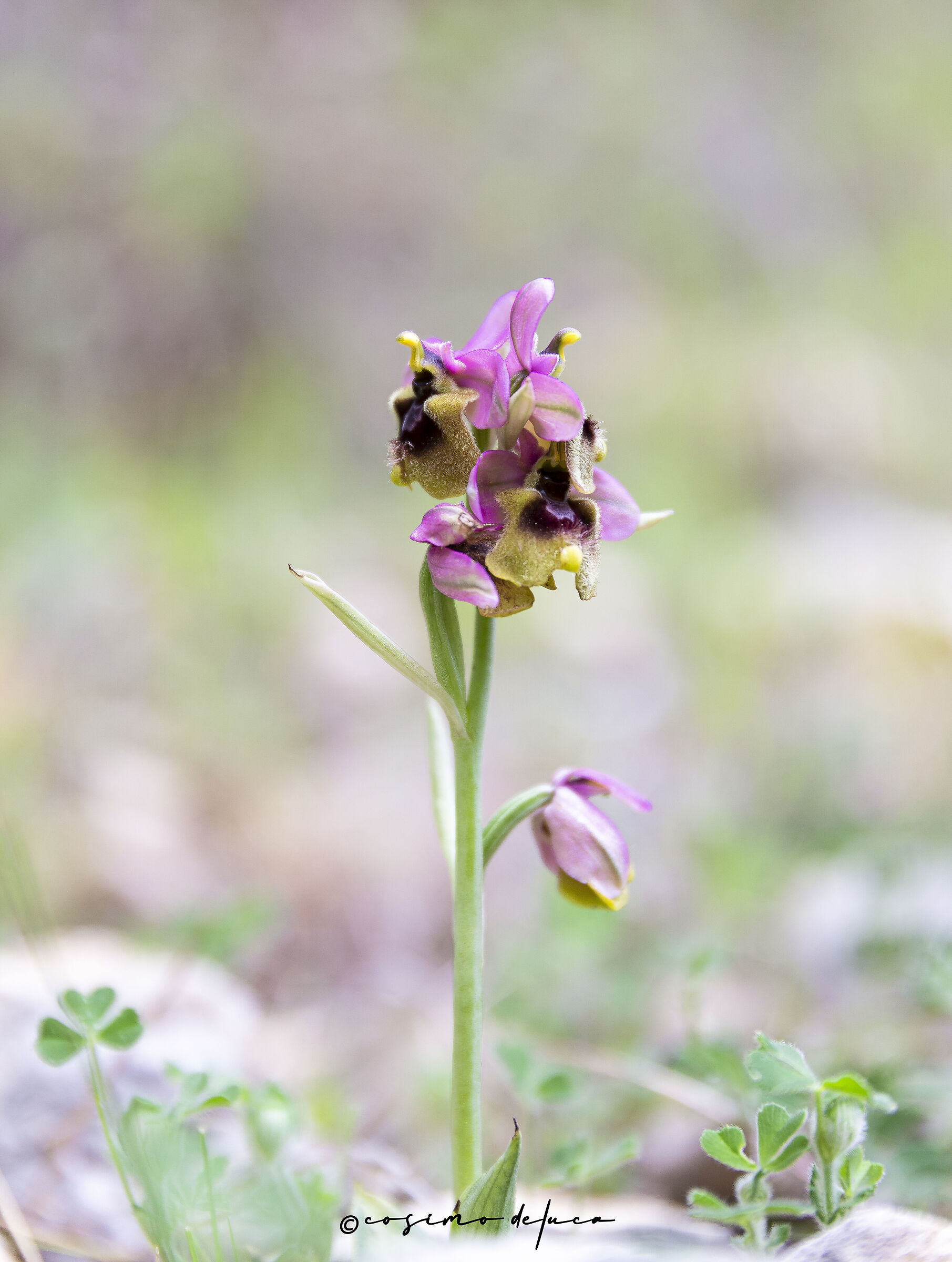 Ophrys tenthredinifera
