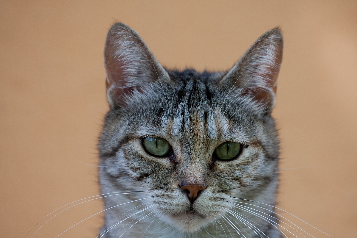 Portrait of cat